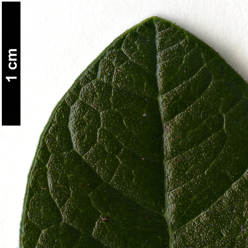 High resolution image: Family: Myrtaceae - Genus: Feijoa - Taxon: sellowiana High resolution image: Family: Myrtaceae - Genus: Feijoa - Taxon: sellowiana