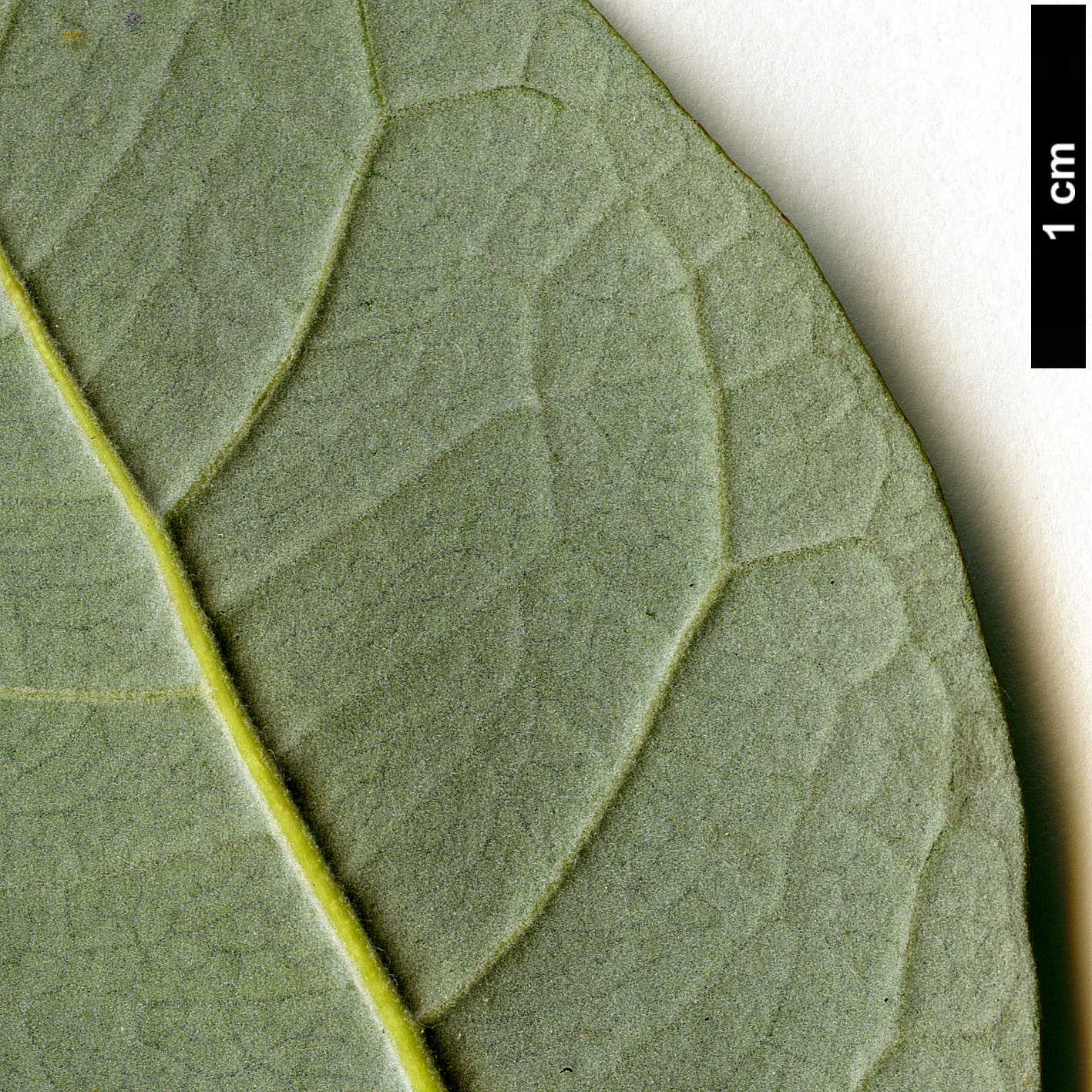 High resolution image: Family: Myrtaceae - Genus: Feijoa - Taxon: sellowiana High resolution image: Family: Myrtaceae - Genus: Feijoa - Taxon: sellowiana