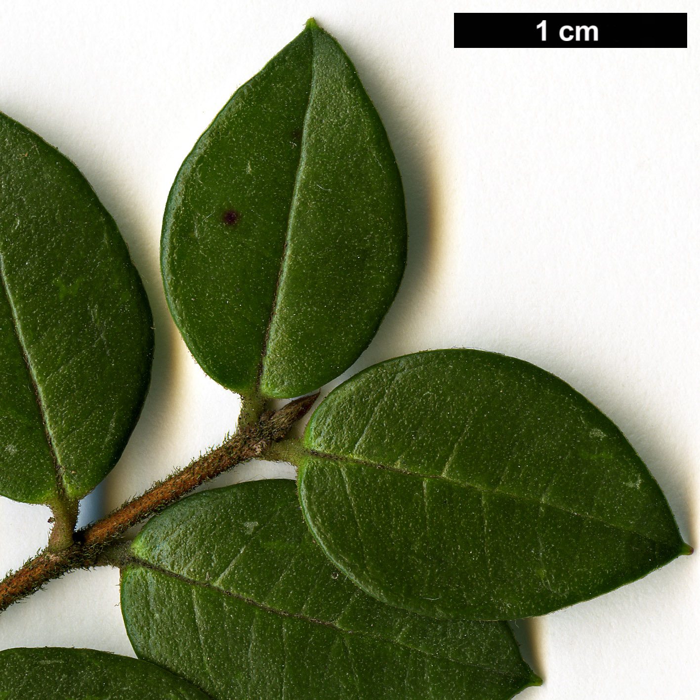 High resolution image: Family: Myrtaceae - Genus: Luma - Taxon: apiculata