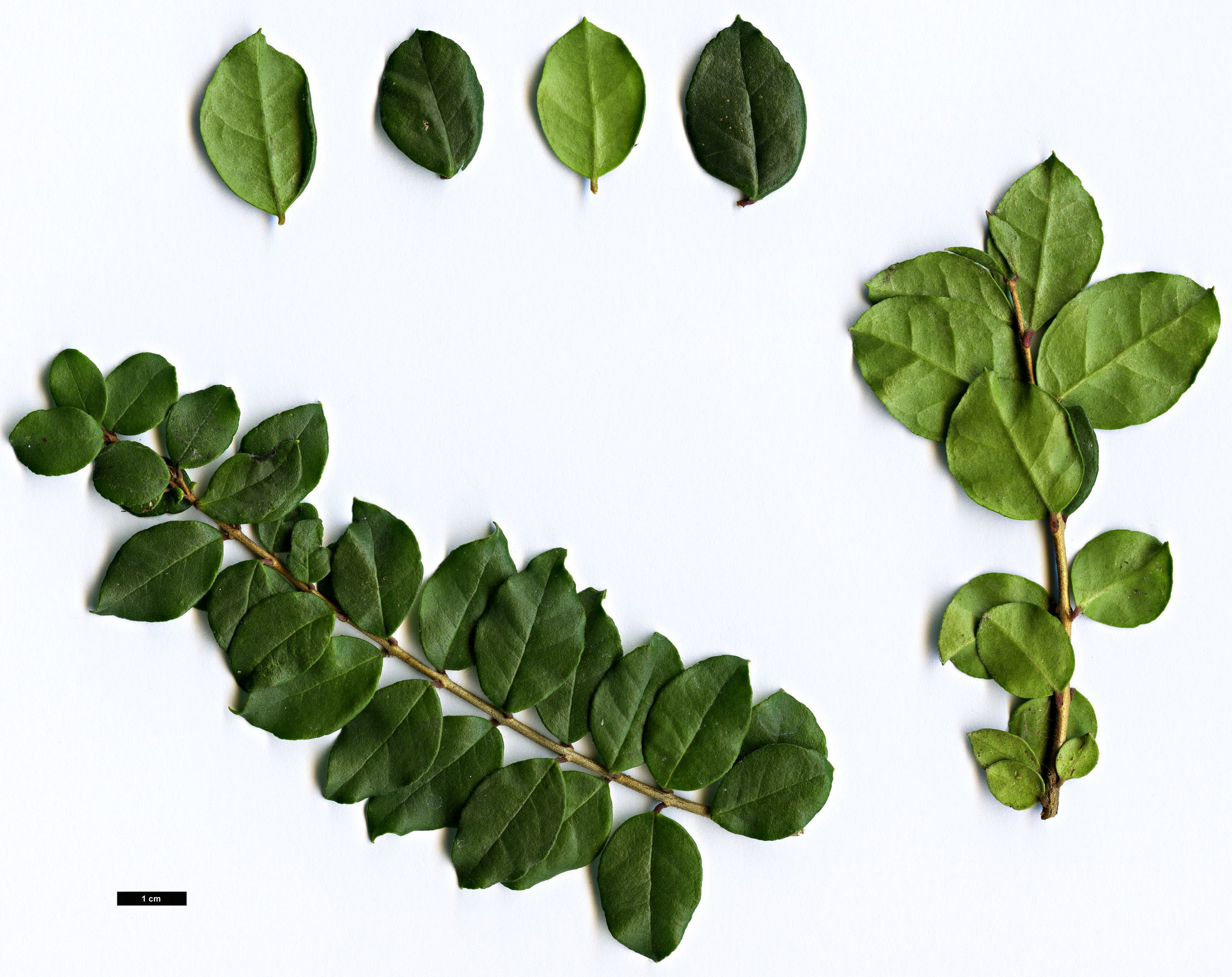 High resolution image: Family: Myrtaceae - Genus: Luma - Taxon: chequen