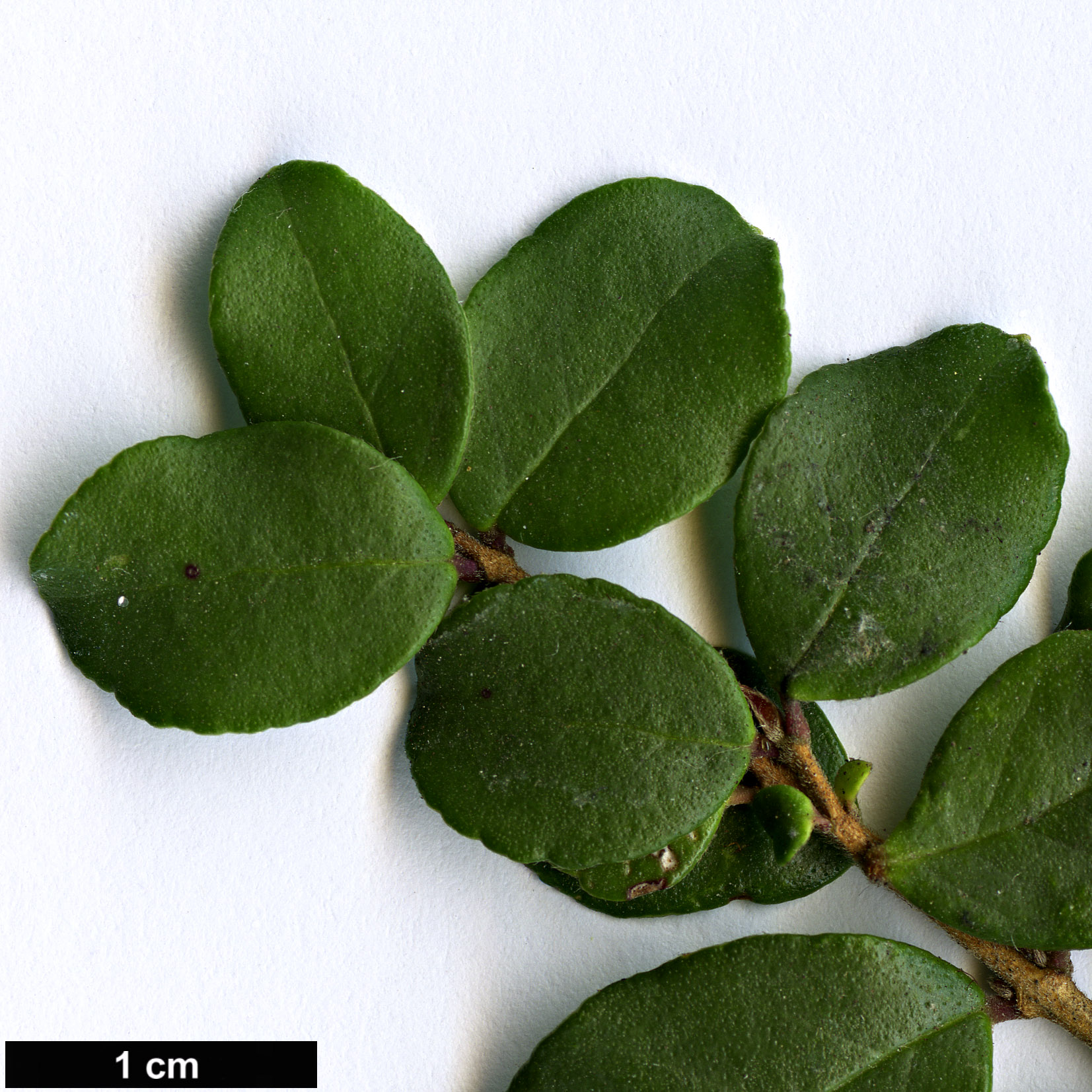 High resolution image: Family: Myrtaceae - Genus: Luma - Taxon: chequen High resolution image: Family: Myrtaceae - Genus: Luma - Taxon: chequen