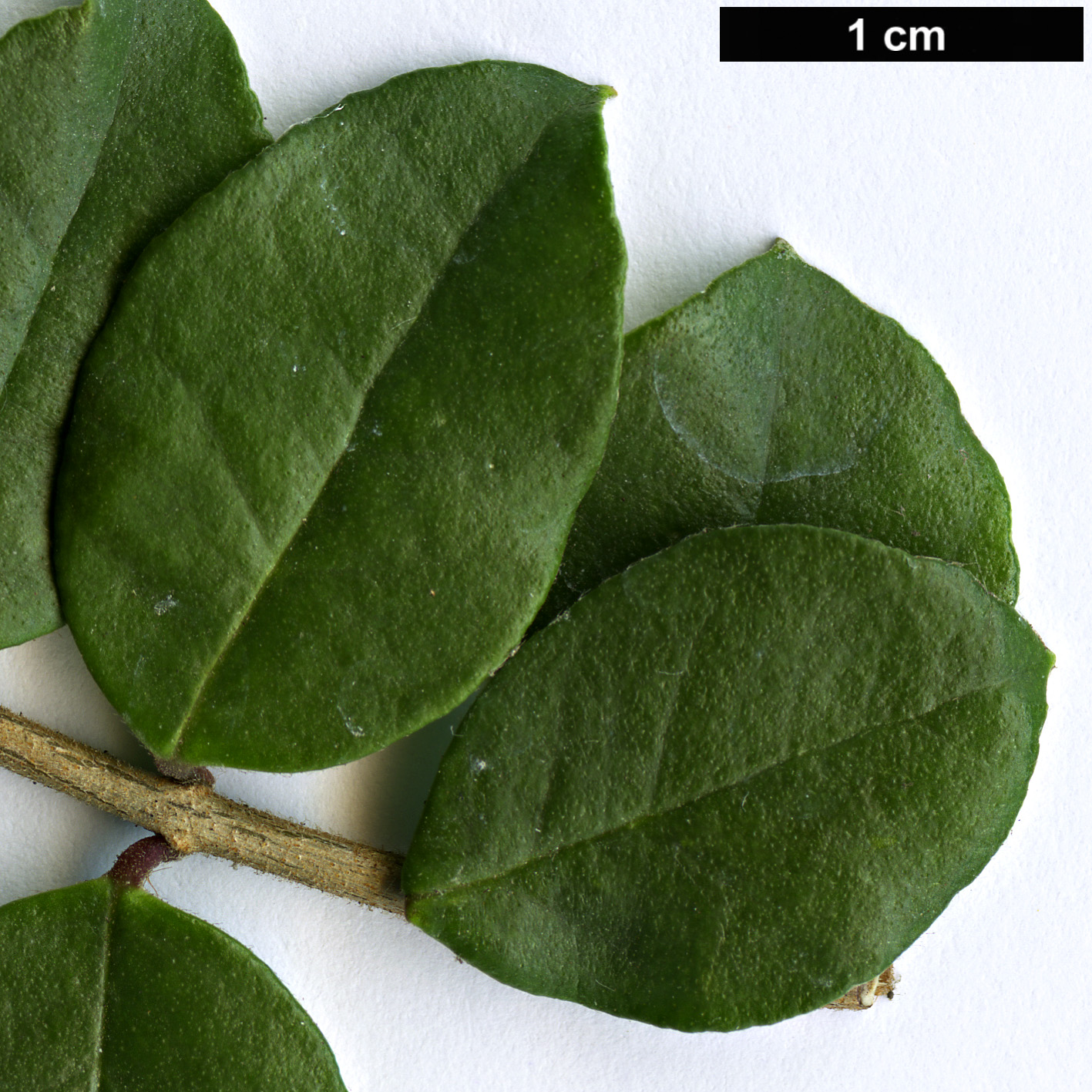 High resolution image: Family: Myrtaceae - Genus: Luma - Taxon: chequen High resolution image: Family: Myrtaceae - Genus: Luma - Taxon: chequen