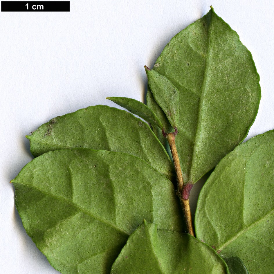 High resolution image: Family: Myrtaceae - Genus: Luma - Taxon: chequen High resolution image: Family: Myrtaceae - Genus: Luma - Taxon: chequen