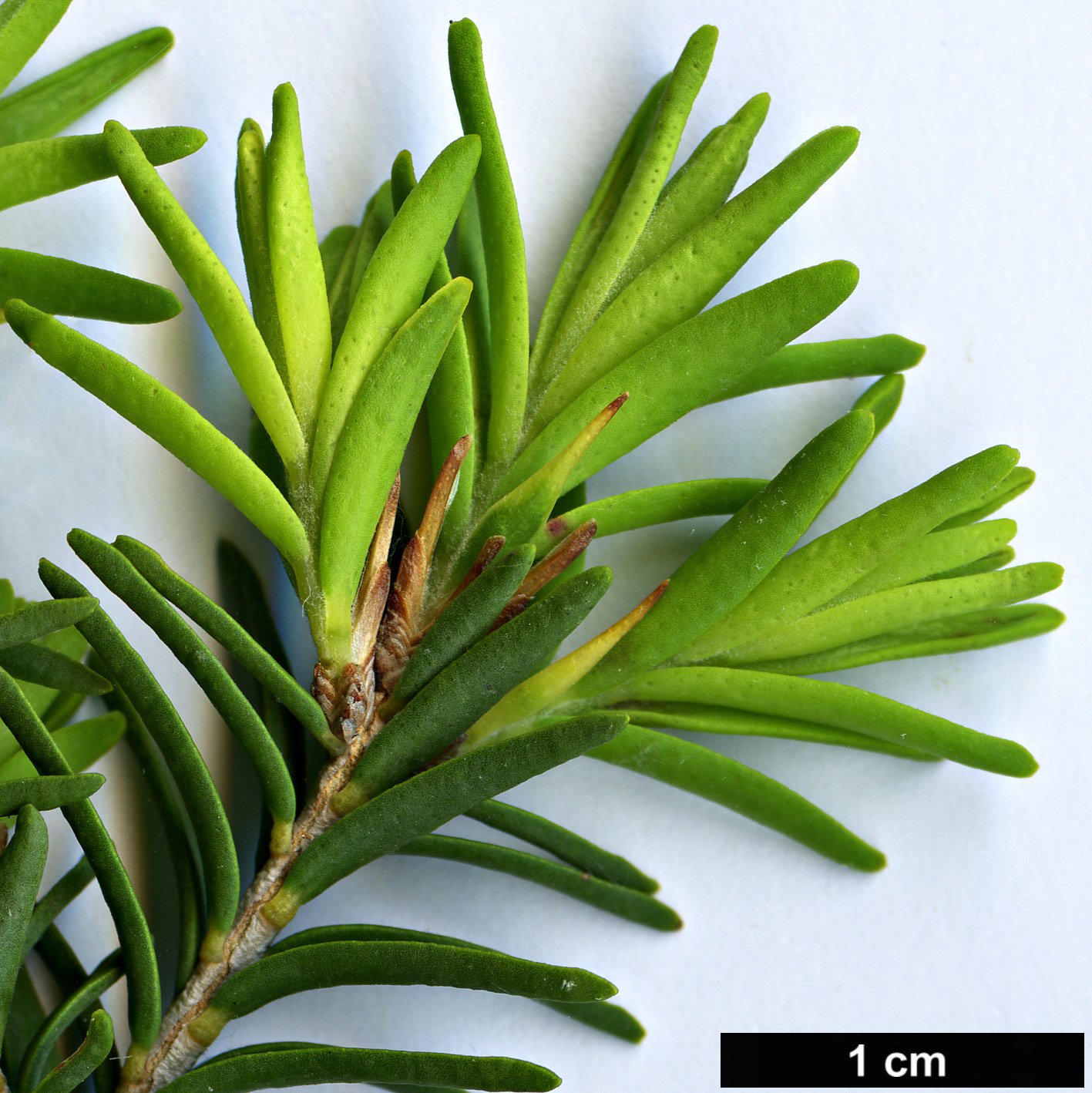 High resolution image: Family: Myrtaceae - Genus: Melaleuca - Taxon: cuticularis