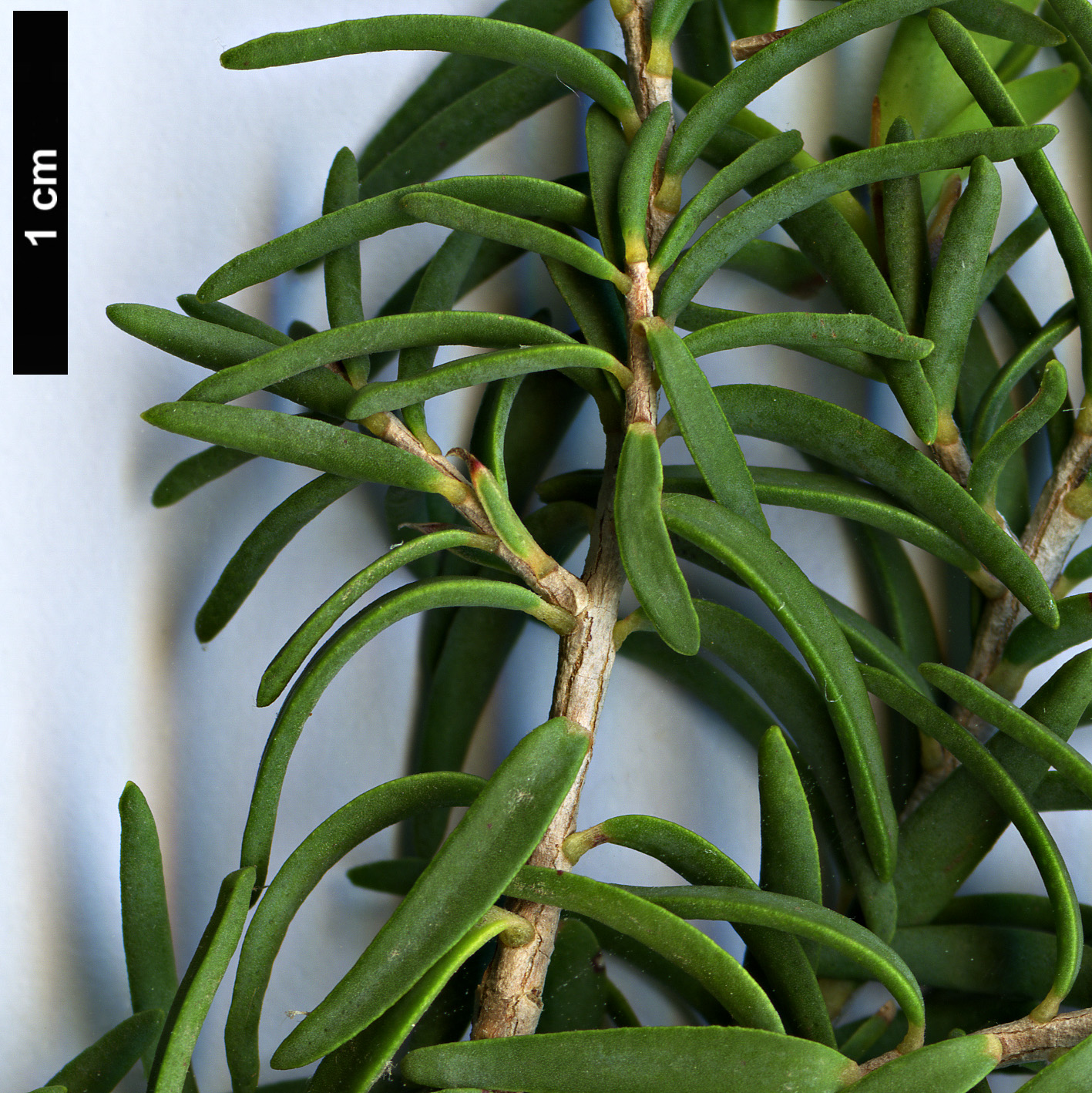 High resolution image: Family: Myrtaceae - Genus: Melaleuca - Taxon: cuticularis