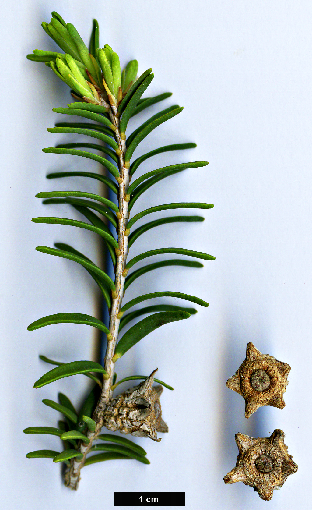 High resolution image: Family: Myrtaceae - Genus: Melaleuca - Taxon: cuticularis High resolution image: Family: Myrtaceae - Genus: Melaleuca - Taxon: cuticularis