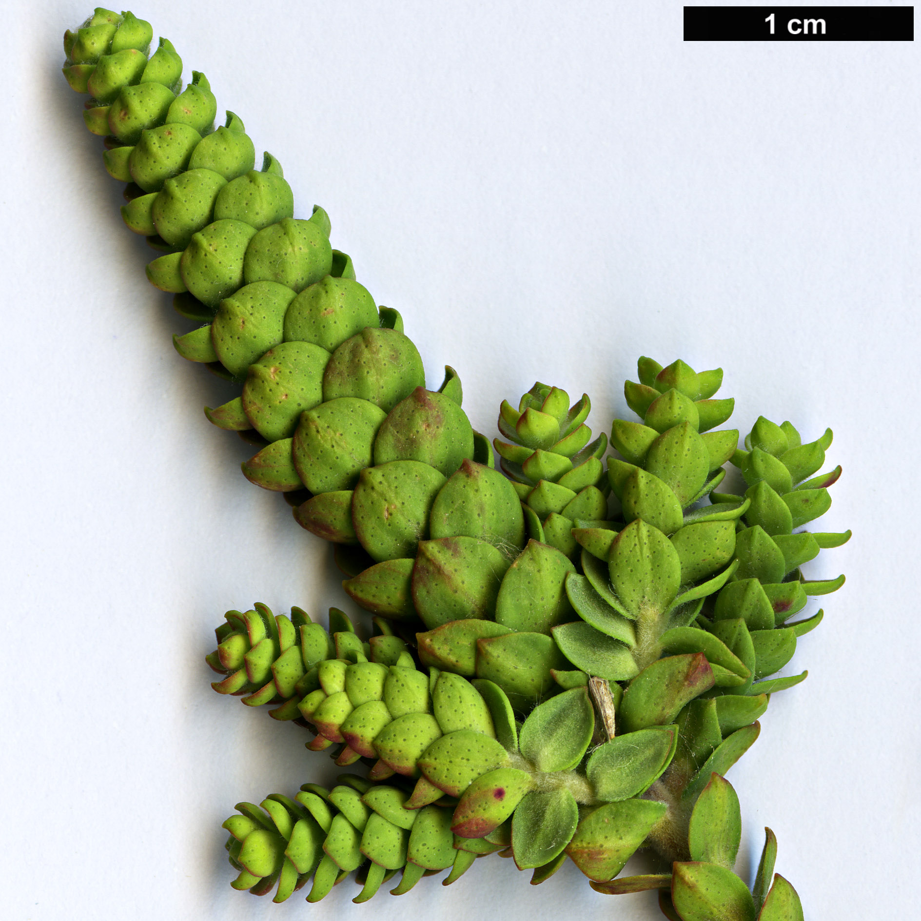 High resolution image: Family: Myrtaceae - Genus: Melaleuca - Taxon: densa
