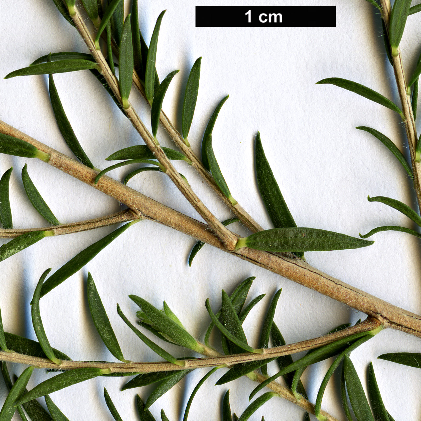 High resolution image: Family: Myrtaceae - Genus: Melaleuca - Taxon: ericifolia
