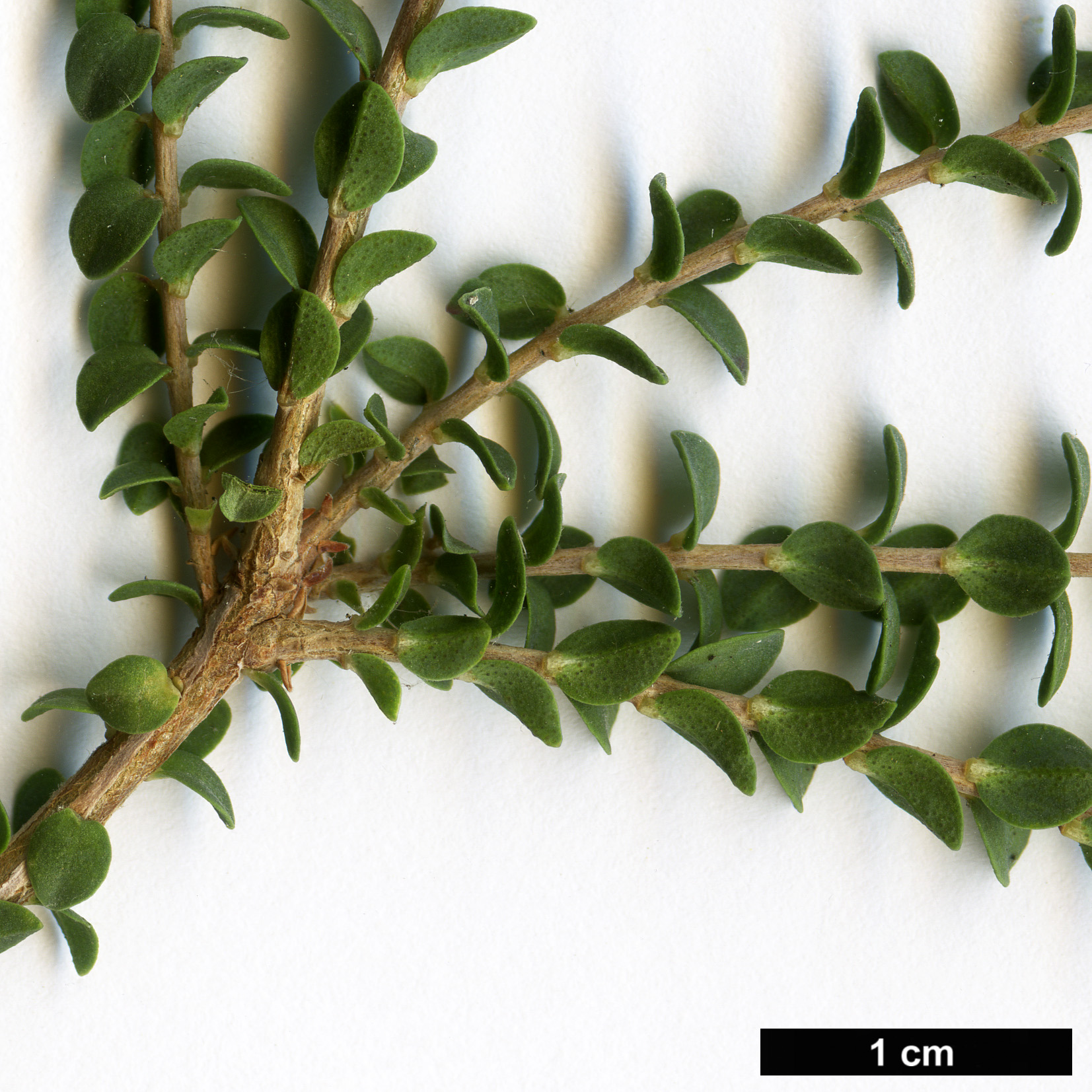 High resolution image: Family: Myrtaceae - Genus: Melaleuca - Taxon: gibbosa