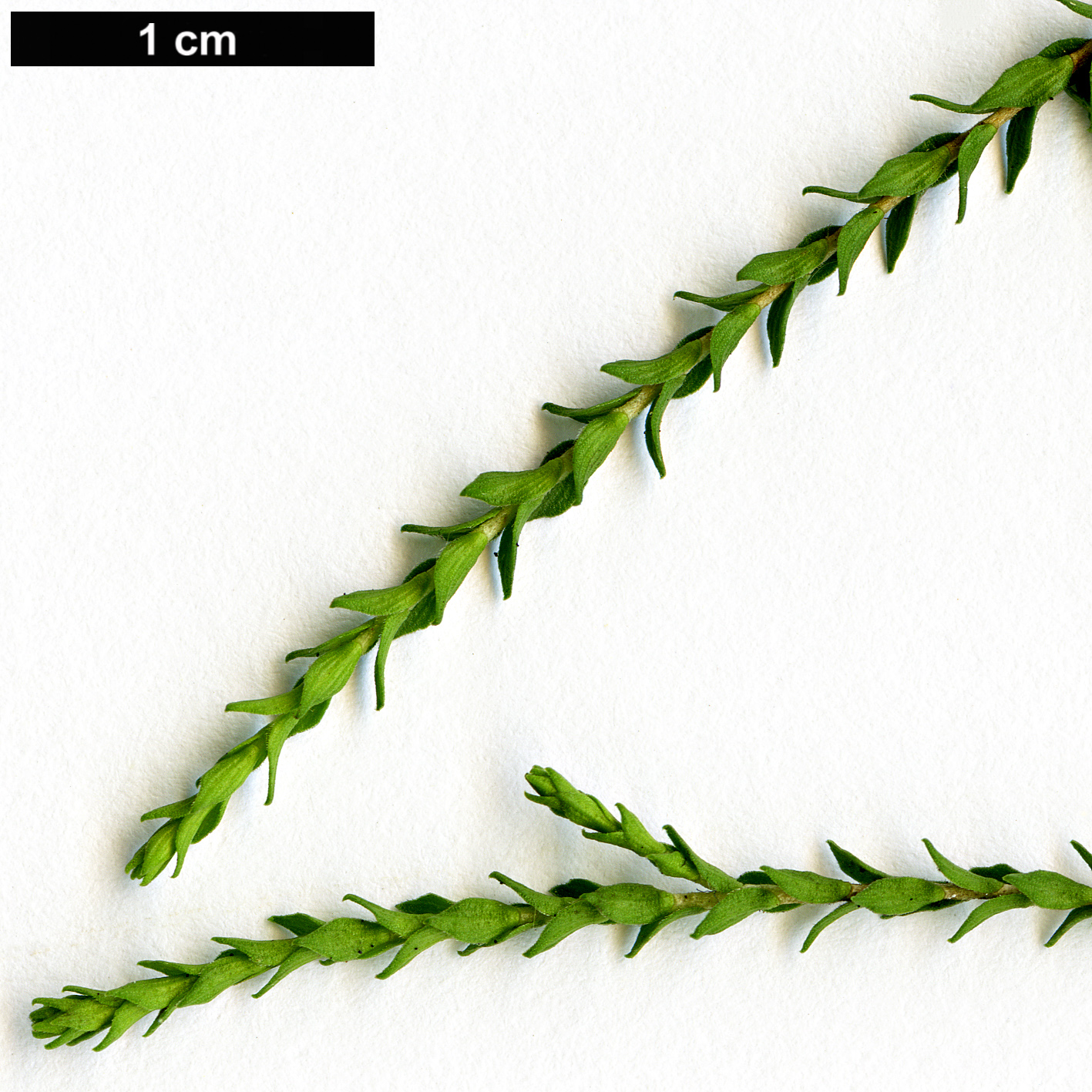 High resolution image: Family: Myrtaceae - Genus: Melaleuca - Taxon: huegelii