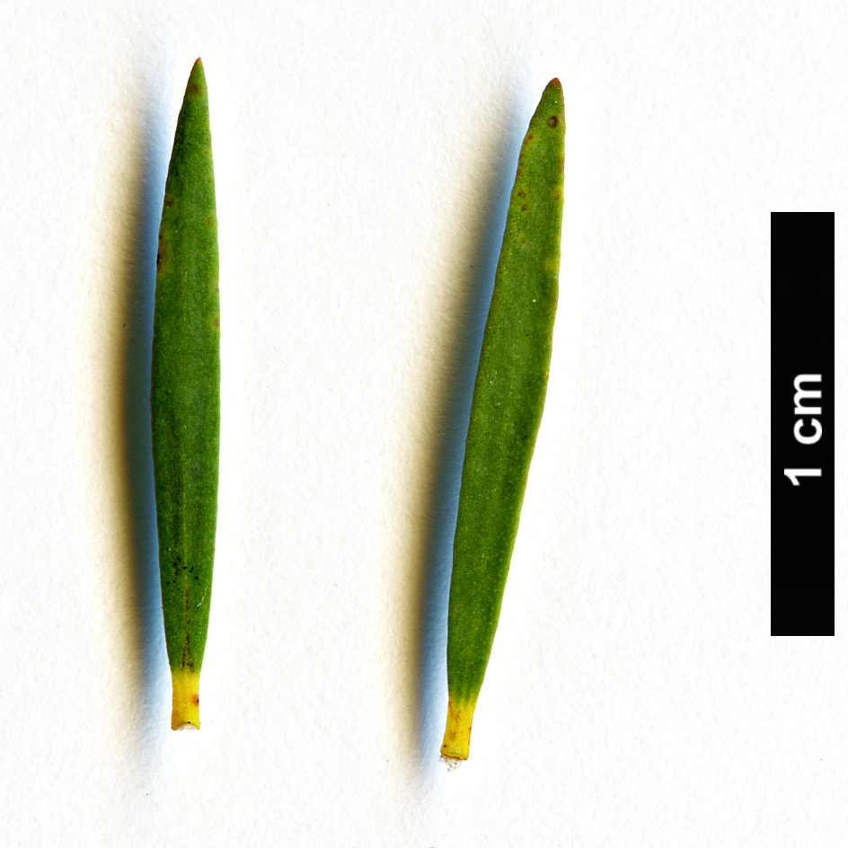 High resolution image: Family: Myrtaceae - Genus: Melaleuca - Taxon: lateritia