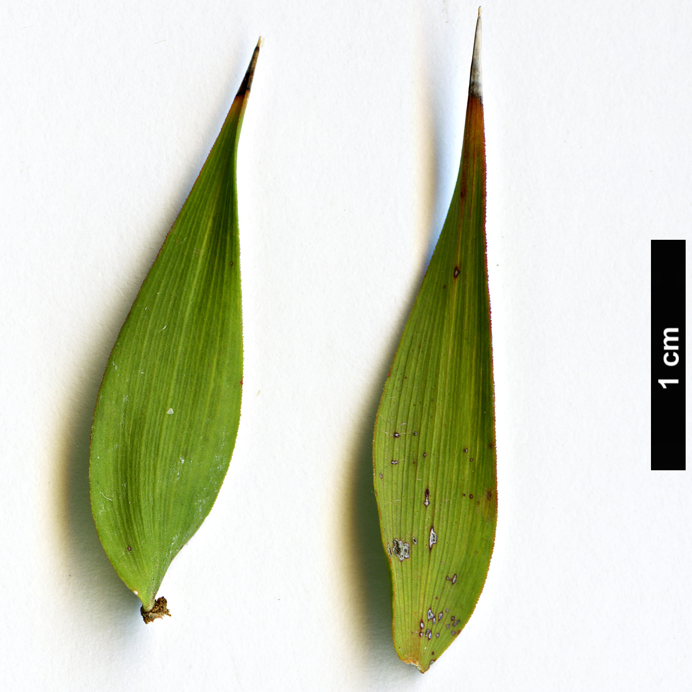High resolution image: Family: Myrtaceae - Genus: Melaleuca - Taxon: styphellioides