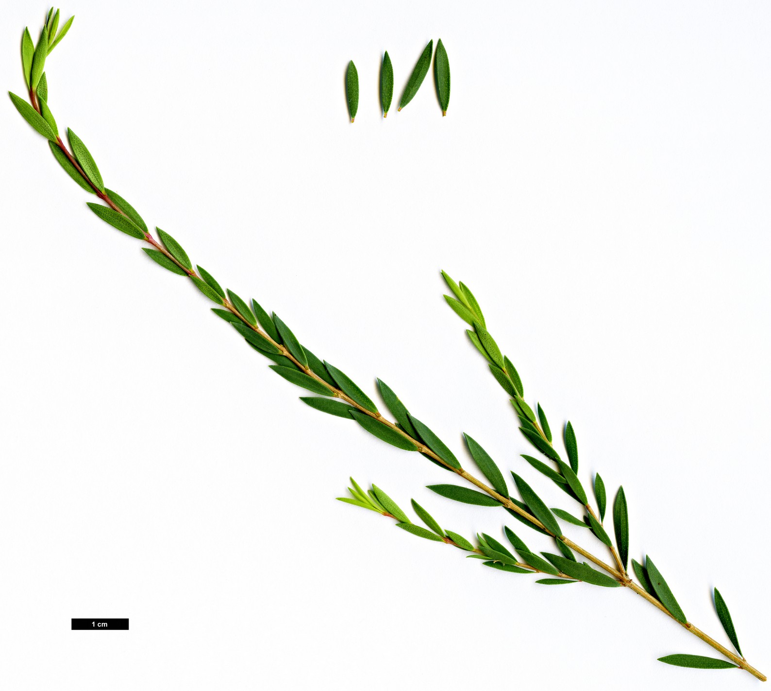 High resolution image: Family: Myrtaceae - Genus: Melaleuca - Taxon: thymifolia