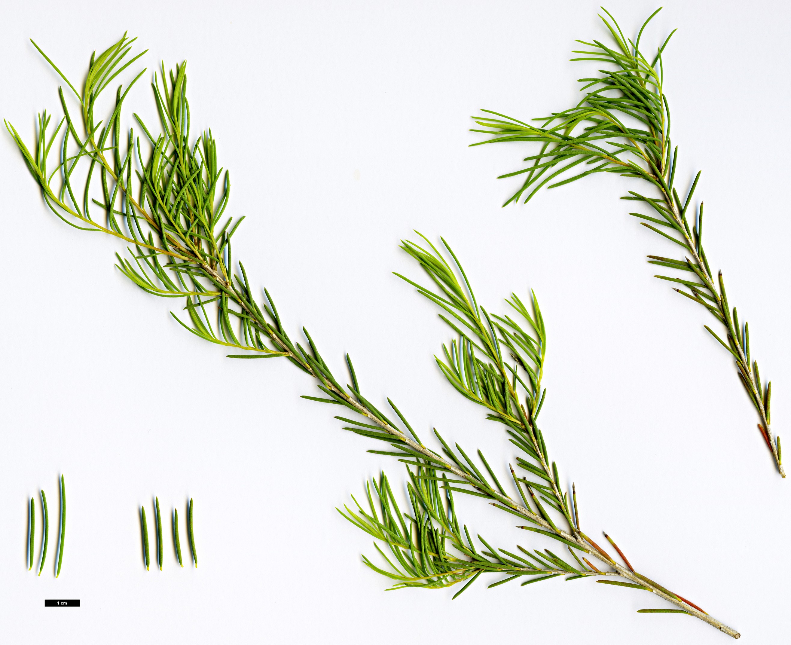 High resolution image: Family: Myrtaceae - Genus: Melaleuca - Taxon: viminea High resolution image: Family: Myrtaceae - Genus: Melaleuca - Taxon: viminea