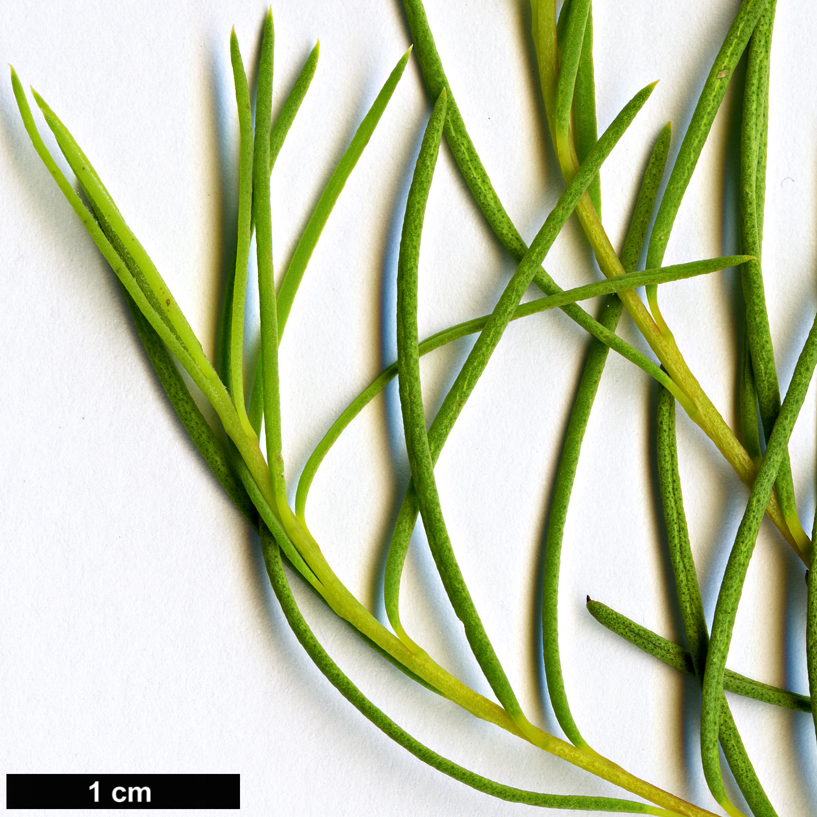 High resolution image: Family: Myrtaceae - Genus: Melaleuca - Taxon: viminea High resolution image: Family: Myrtaceae - Genus: Melaleuca - Taxon: viminea