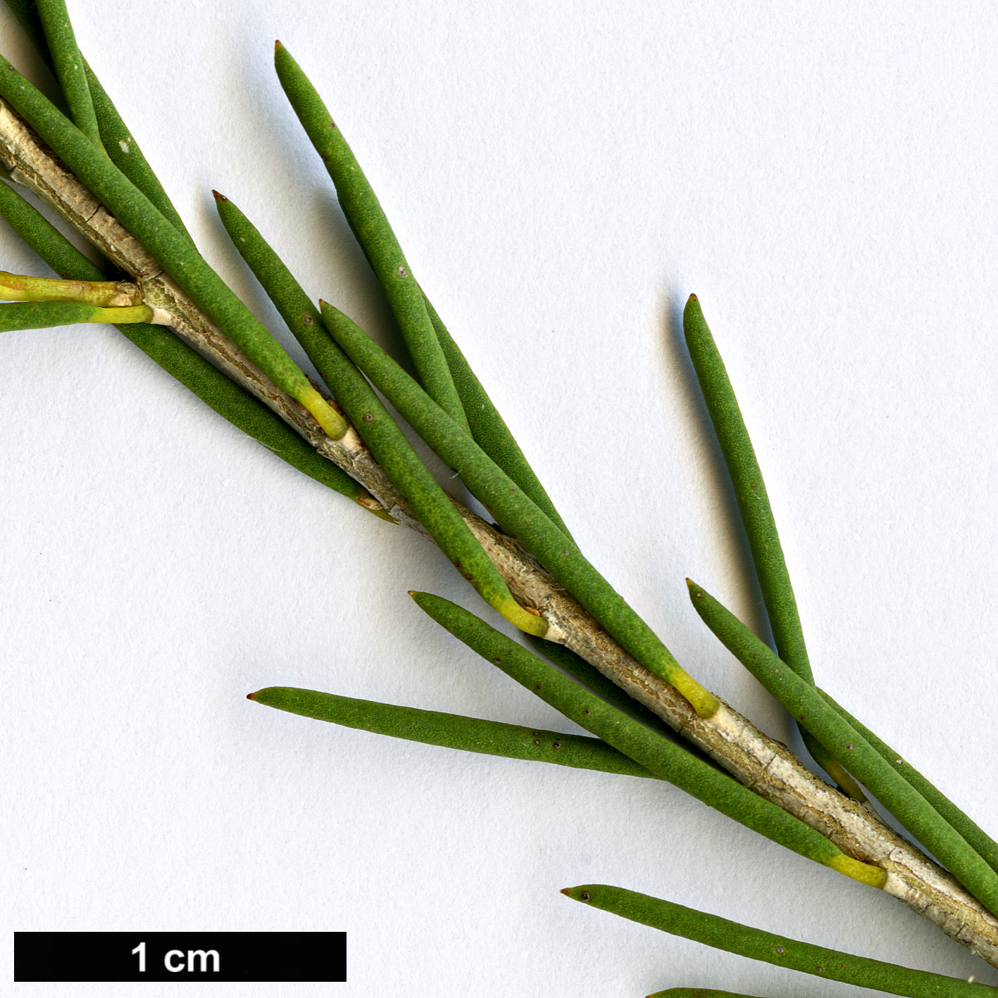 High resolution image: Family: Myrtaceae - Genus: Melaleuca - Taxon: viminea