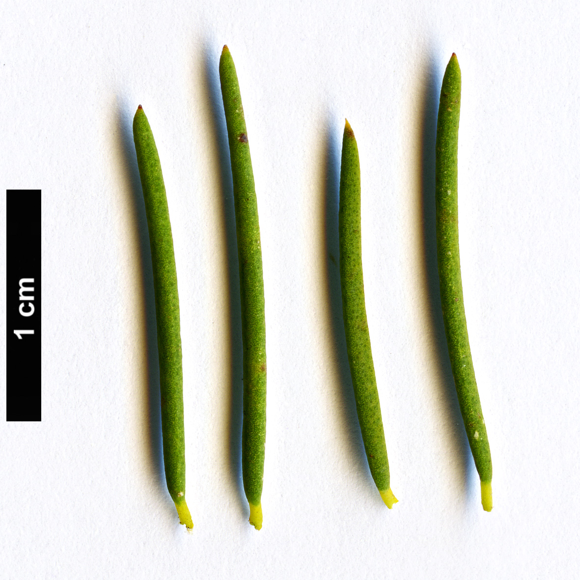 High resolution image: Family: Myrtaceae - Genus: Melaleuca - Taxon: viminea High resolution image: Family: Myrtaceae - Genus: Melaleuca - Taxon: viminea