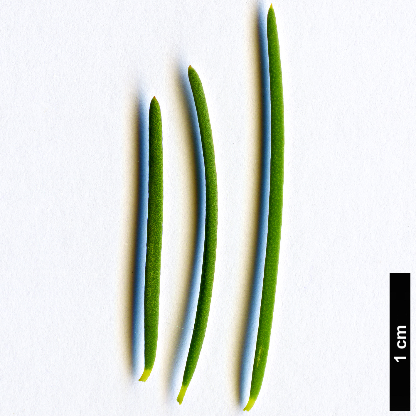 High resolution image: Family: Myrtaceae - Genus: Melaleuca - Taxon: viminea High resolution image: Family: Myrtaceae - Genus: Melaleuca - Taxon: viminea