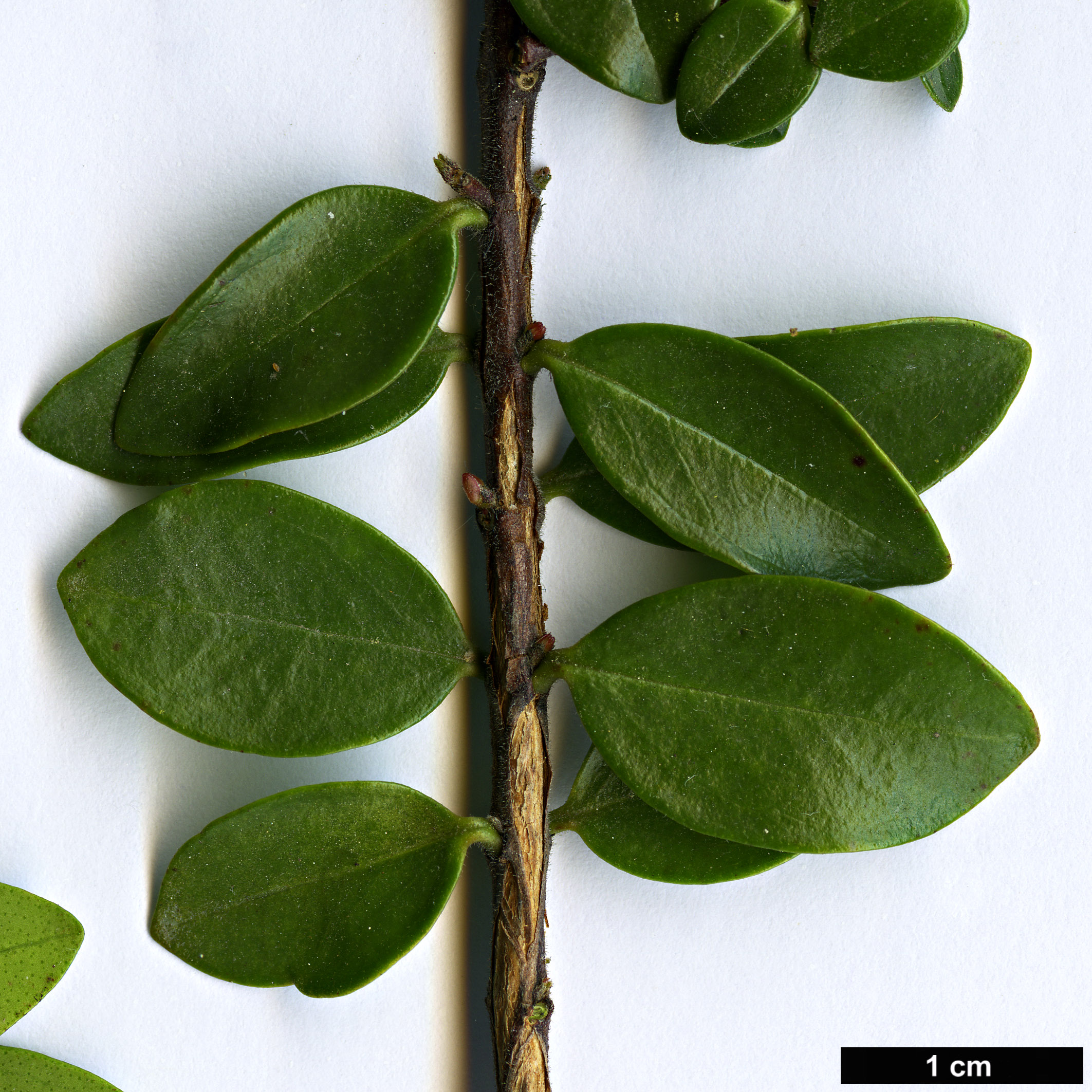 High resolution image: Family: Myrtaceae - Genus: Metrosideros - Taxon: carminea