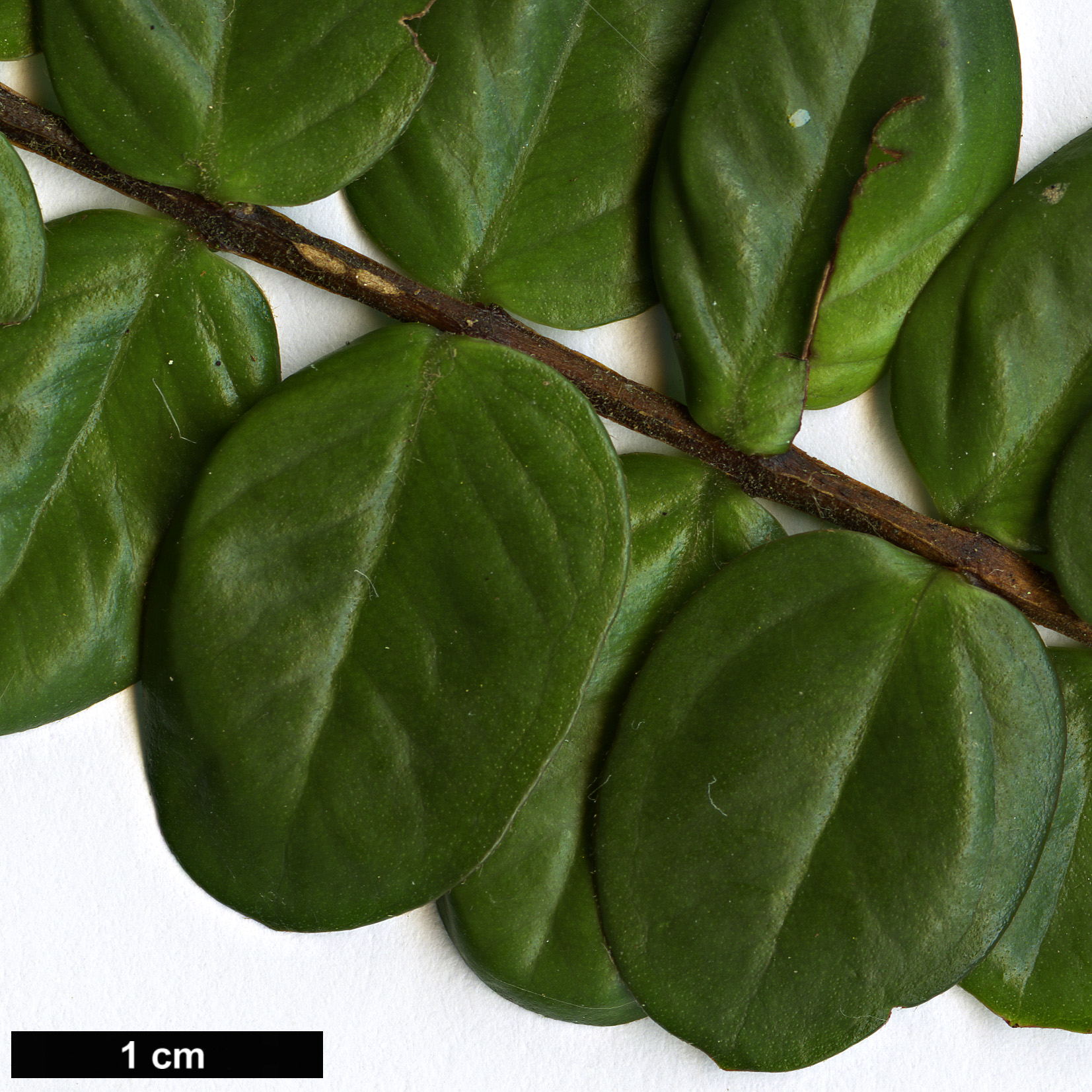 High resolution image: Family: Myrtaceae - Genus: Metrosideros - Taxon: diffusa