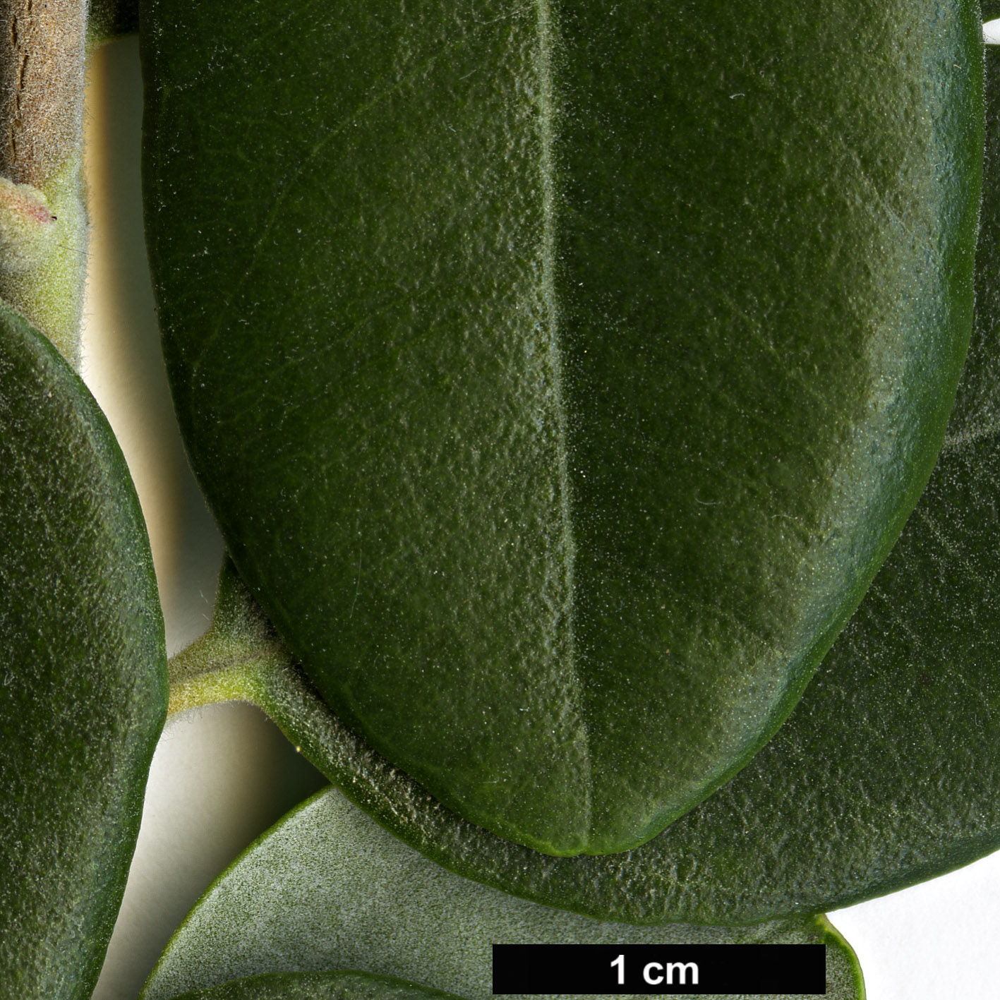 High resolution image: Family: Myrtaceae - Genus: Metrosideros - Taxon: excelsa