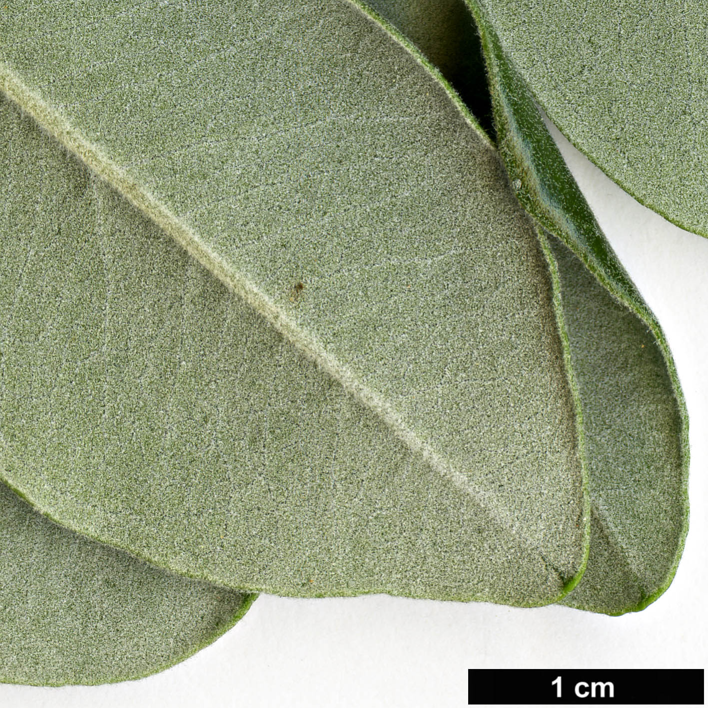 High resolution image: Family: Myrtaceae - Genus: Metrosideros - Taxon: excelsa