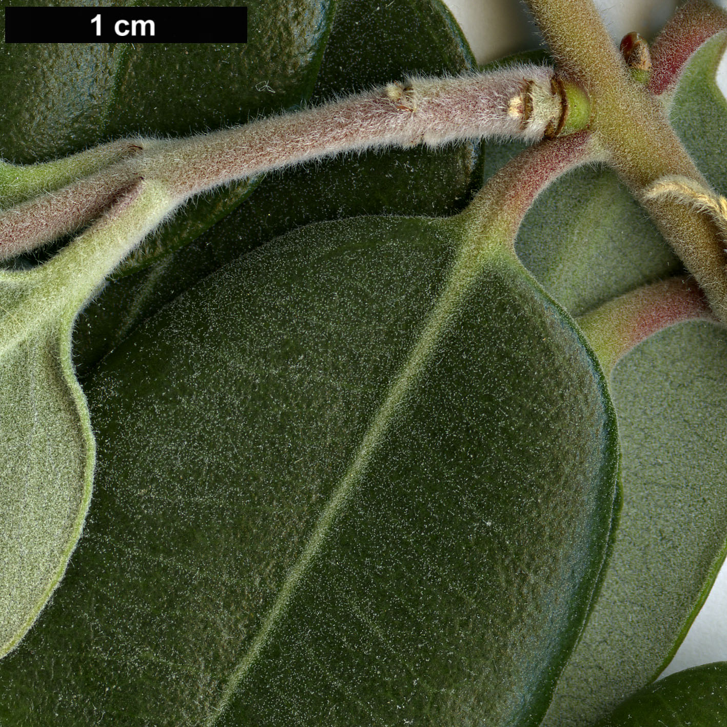 High resolution image: Family: Myrtaceae - Genus: Metrosideros - Taxon: kermadecensis