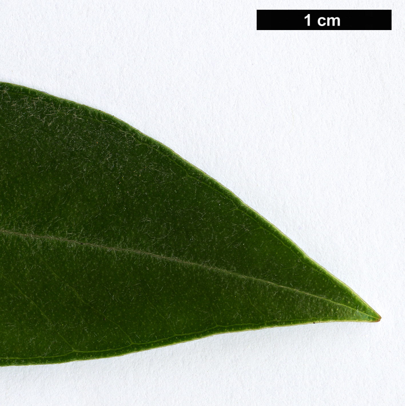 High resolution image: Family: Myrtaceae - Genus: Metrosideros - Taxon: umbellata
