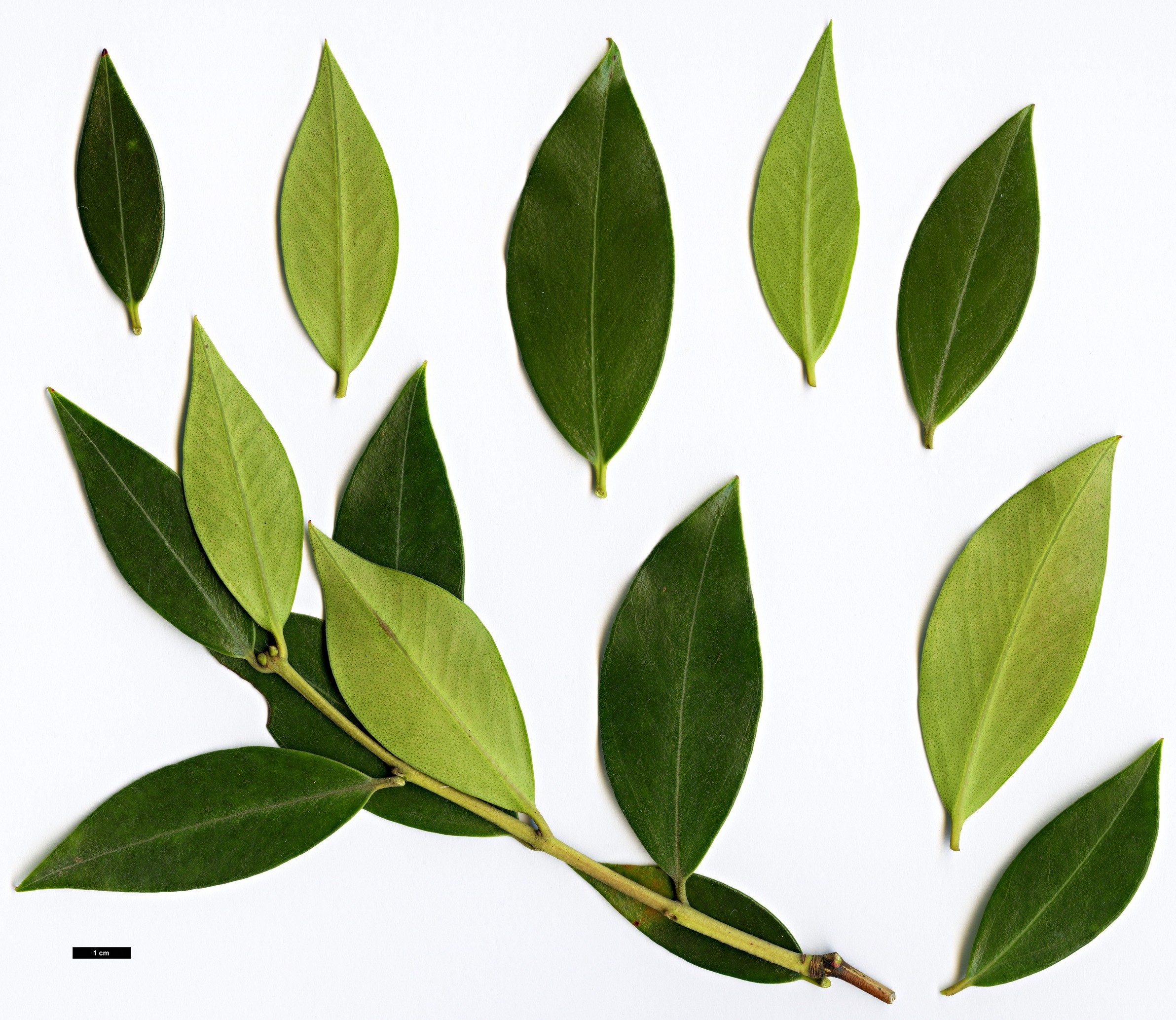 High resolution image: Family: Myrtaceae - Genus: Metrosideros - Taxon: umbellata
