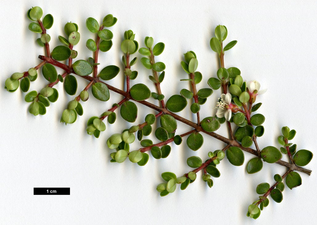 High resolution image: Family: Myrtaceae - Genus: Myrteola - Taxon: nummularia