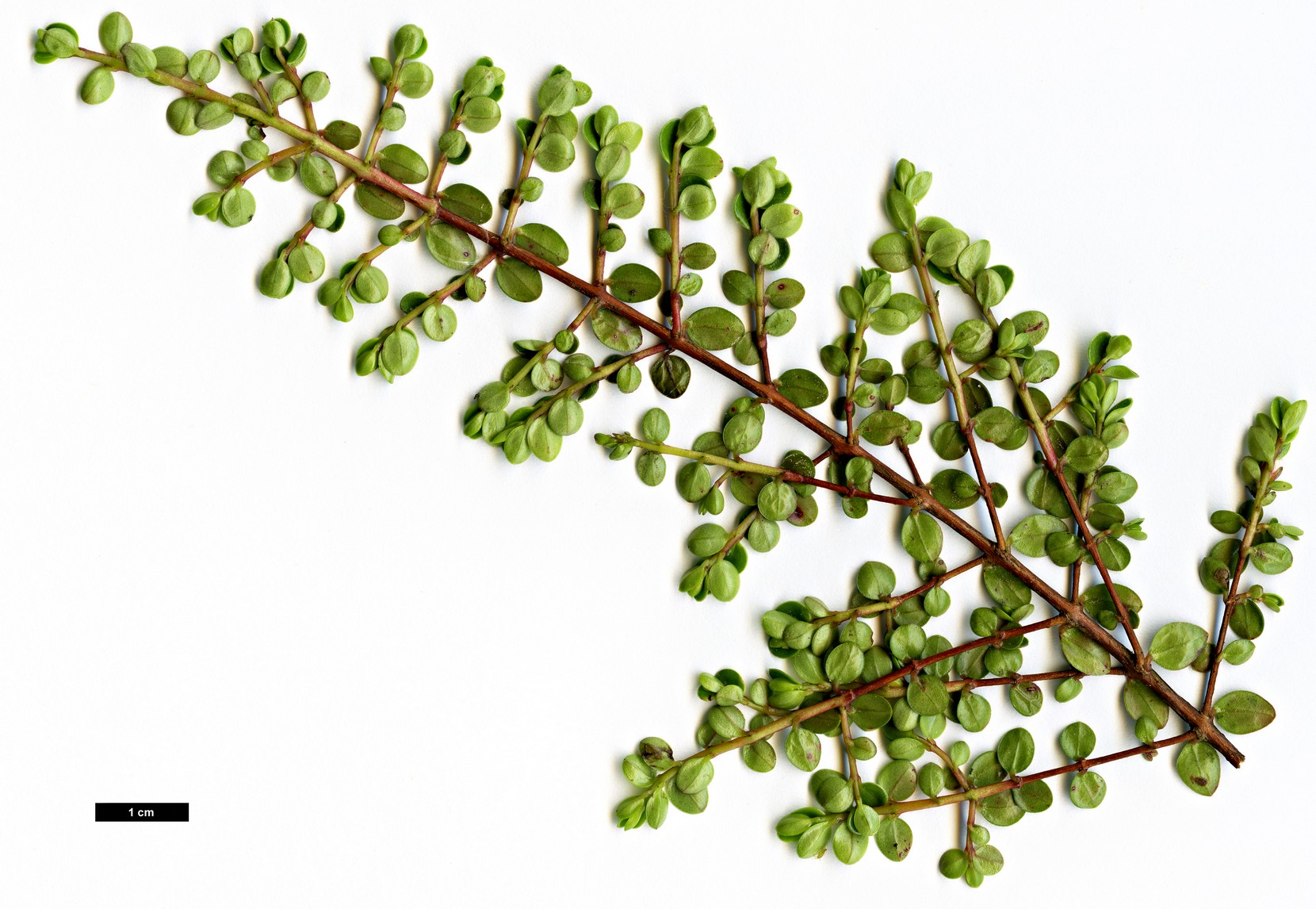 High resolution image: Family: Myrtaceae - Genus: Myrteola - Taxon: nummularia