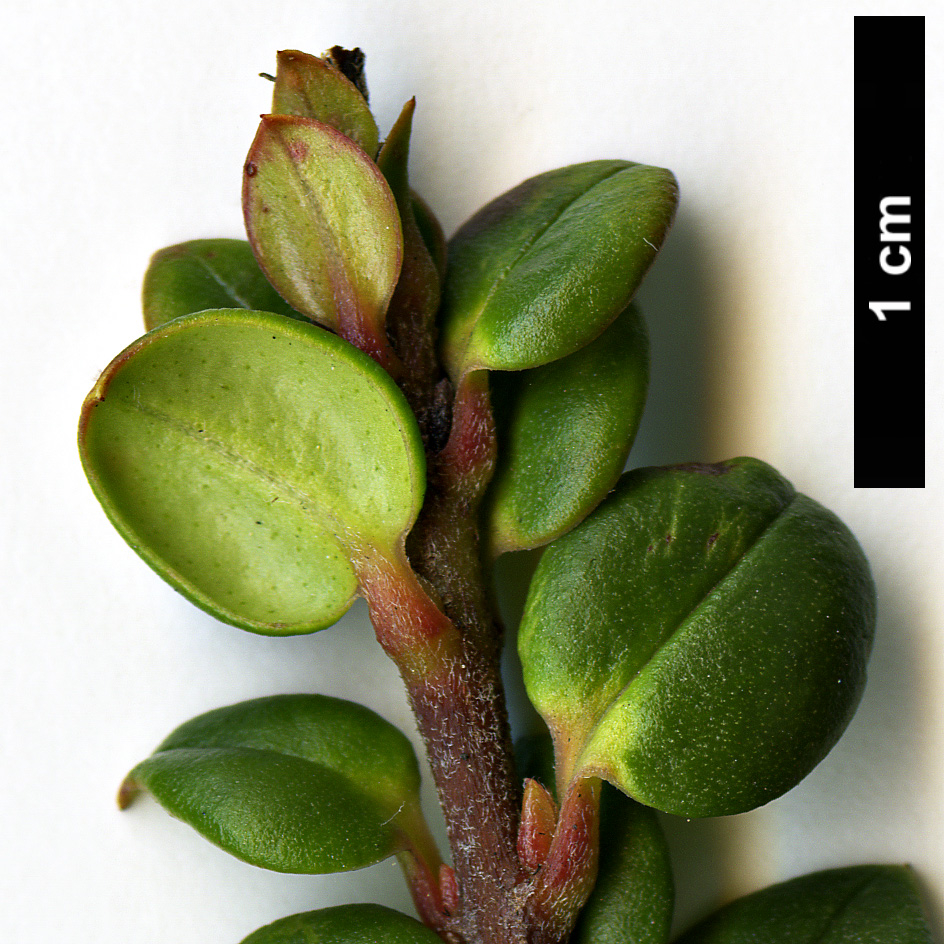 High resolution image: Family: Myrtaceae - Genus: Ugni - Taxon: molinae