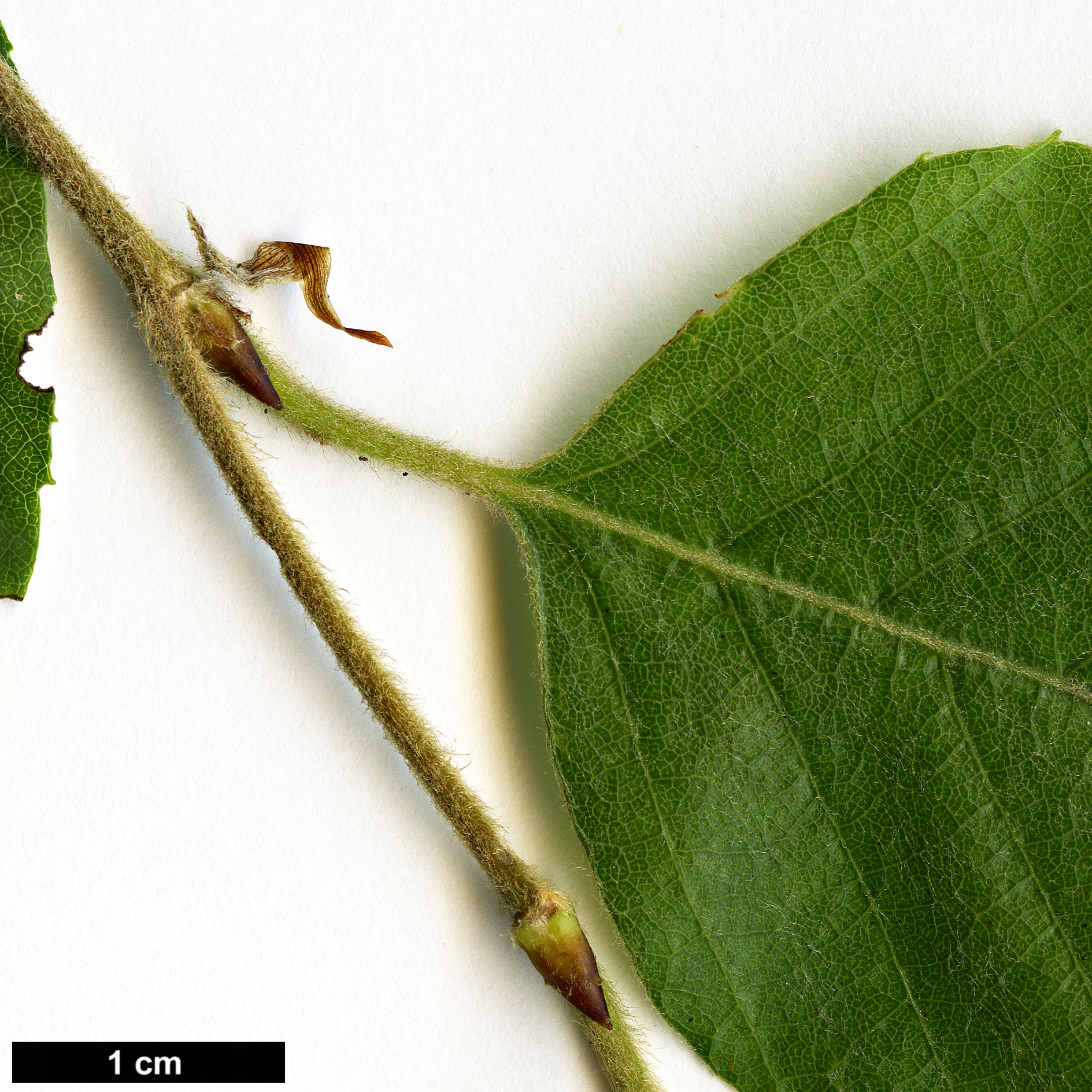 High resolution image: Family: Nothofagaceae - Genus: Nothofagus - Taxon: alessandrii