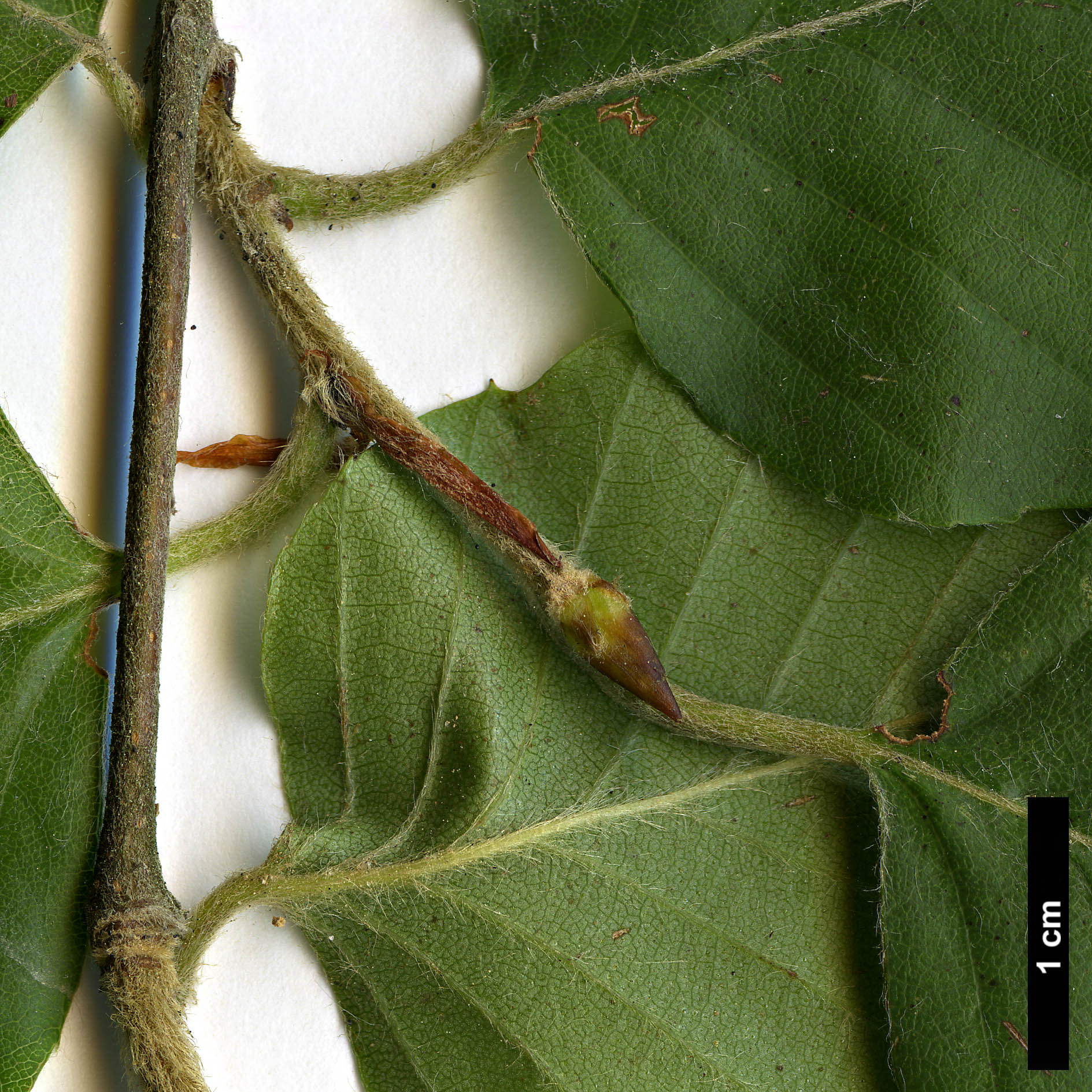 High resolution image: Family: Nothofagaceae - Genus: Nothofagus - Taxon: alessandrii