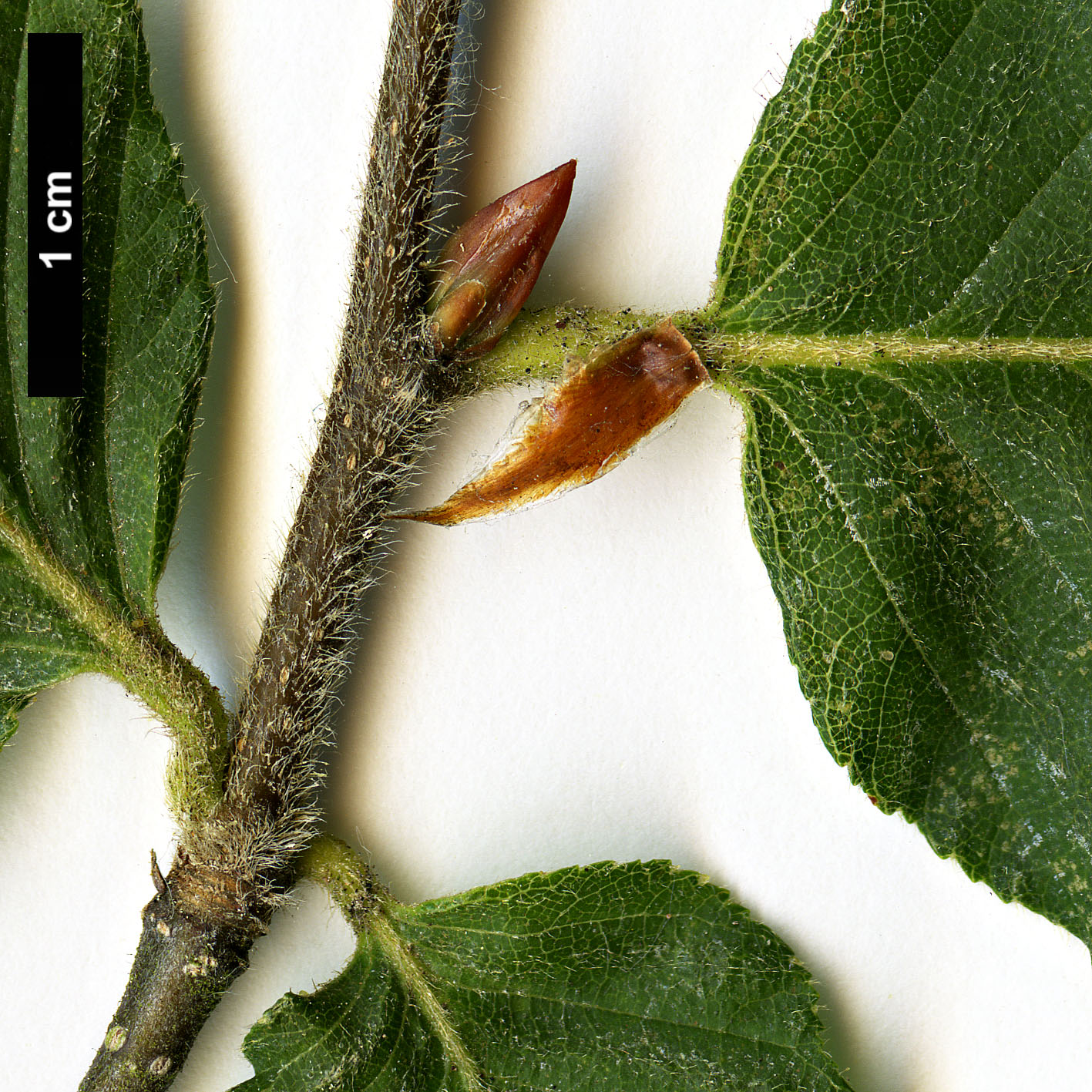 High resolution image: Family: Nothofagaceae - Genus: Nothofagus - Taxon: alpina