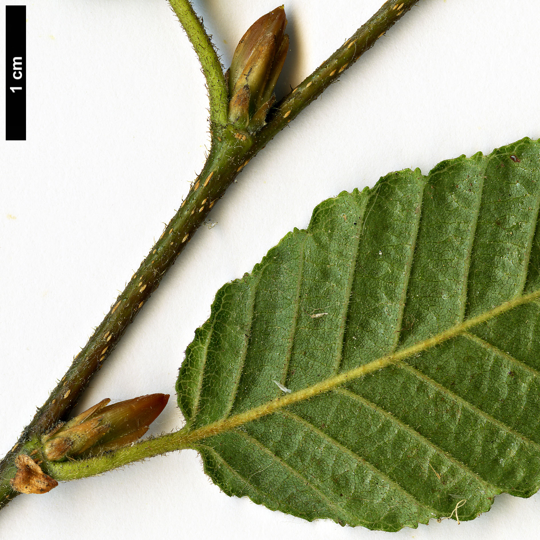 High resolution image: Family: Nothofagaceae - Genus: Nothofagus - Taxon: alpina