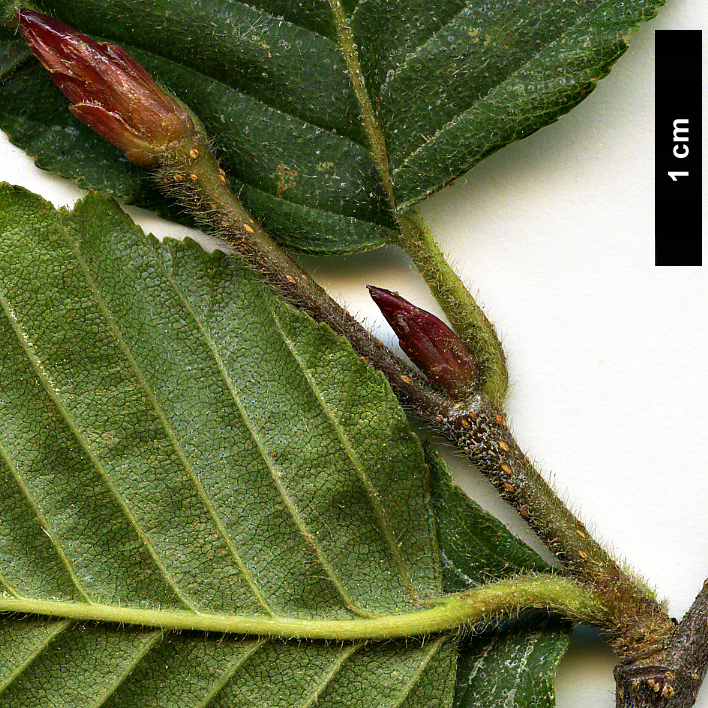 High resolution image: Family: Nothofagaceae - Genus: Nothofagus - Taxon: alpina