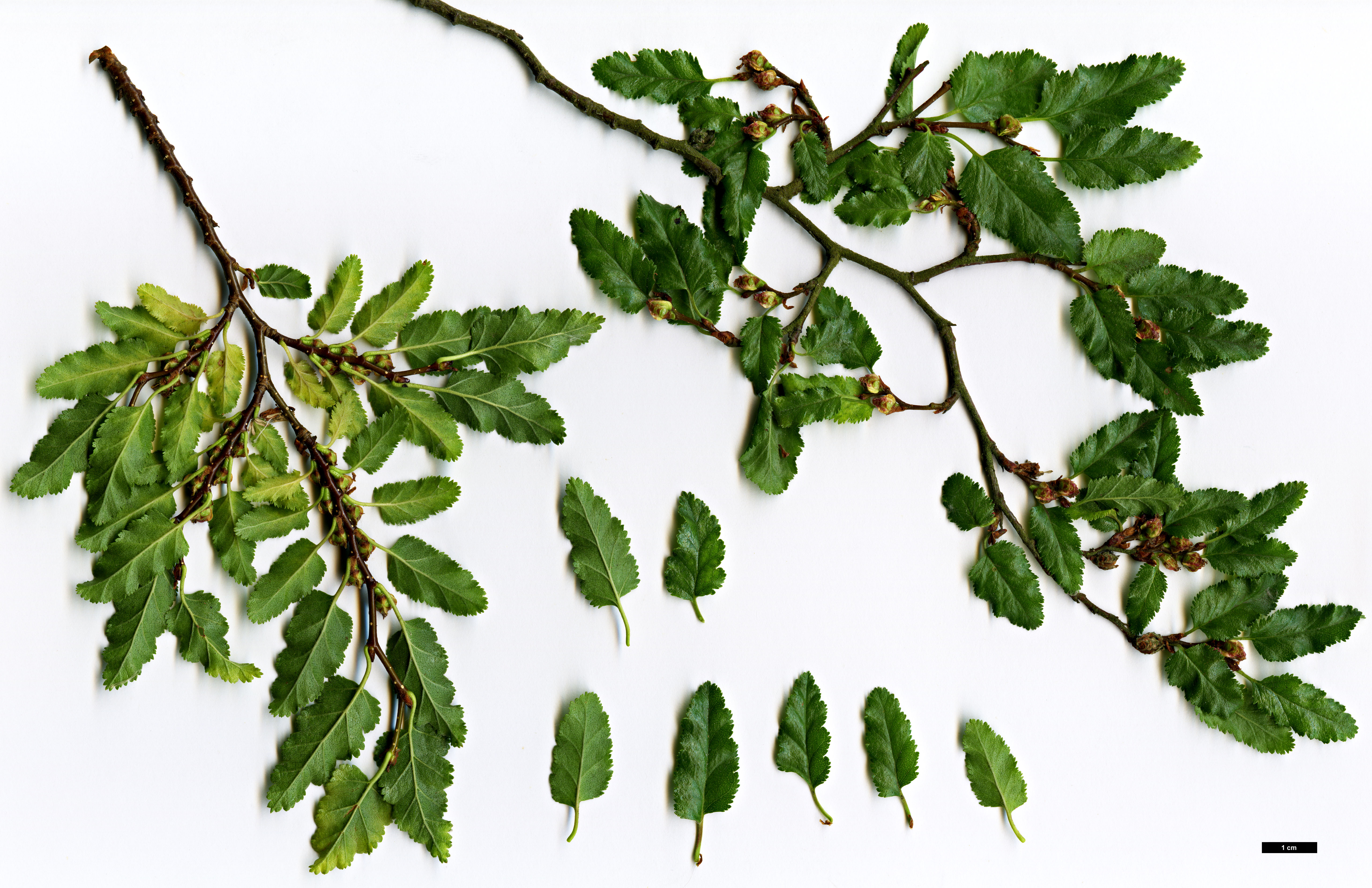 High resolution image: Family: Nothofagaceae - Genus: Nothofagus - Taxon: antarctica