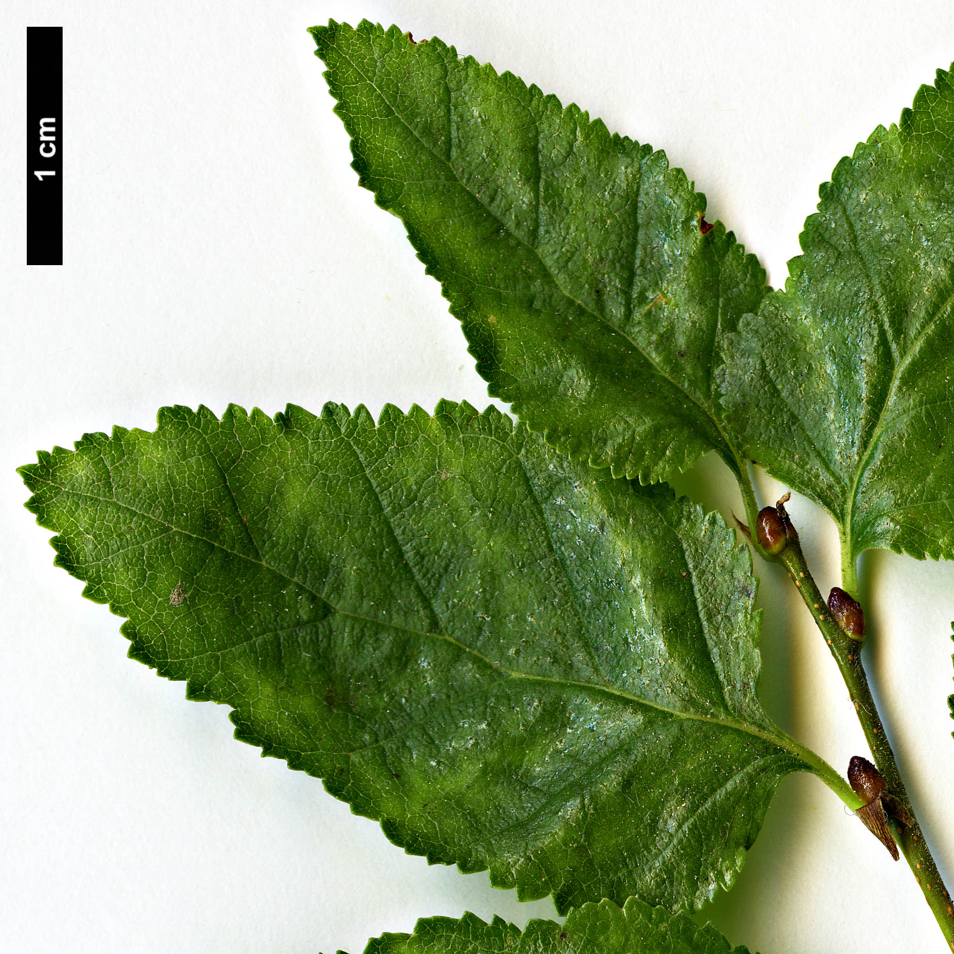 High resolution image: Family: Nothofagaceae - Genus: Nothofagus - Taxon: antarctica