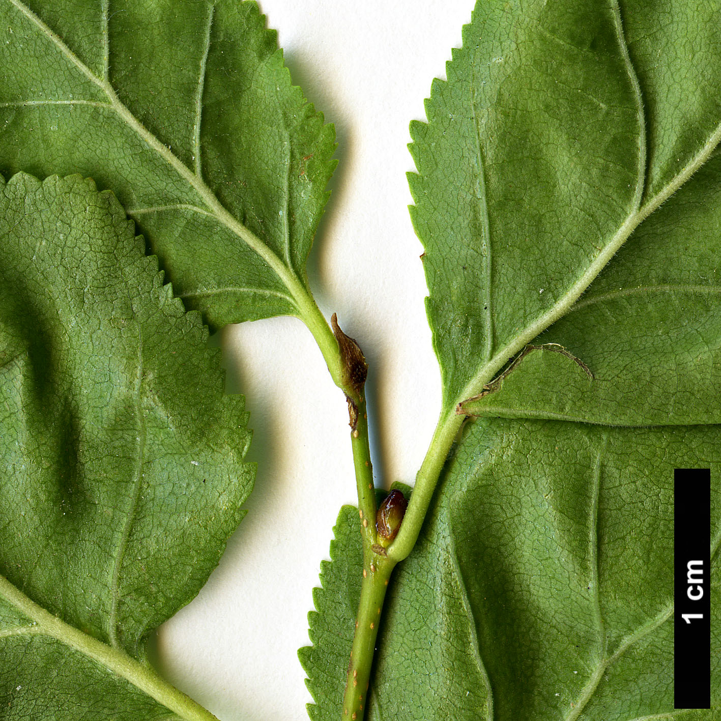 High resolution image: Family: Nothofagaceae - Genus: Nothofagus - Taxon: antarctica