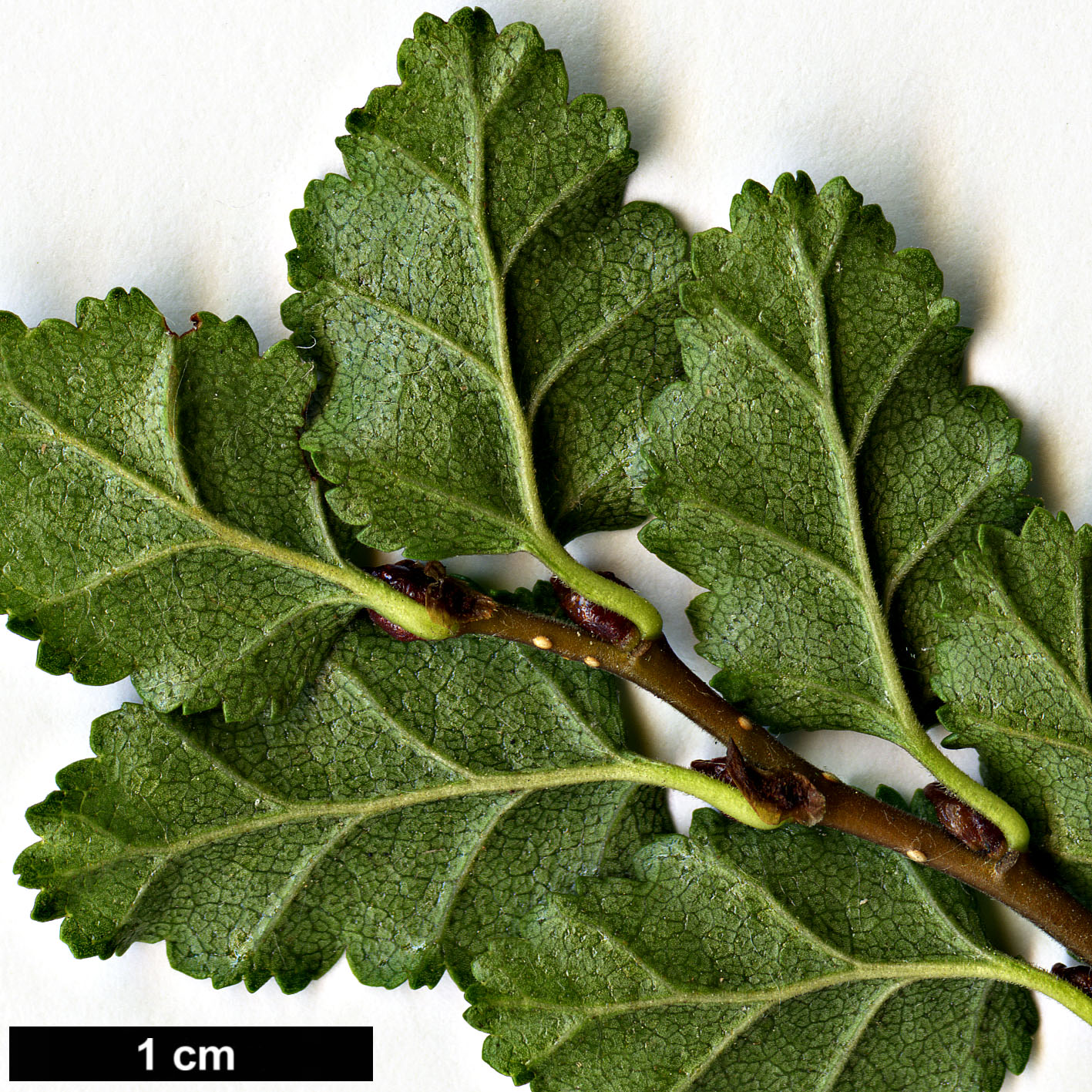 High resolution image: Family: Nothofagaceae - Genus: Nothofagus - Taxon: antarctica