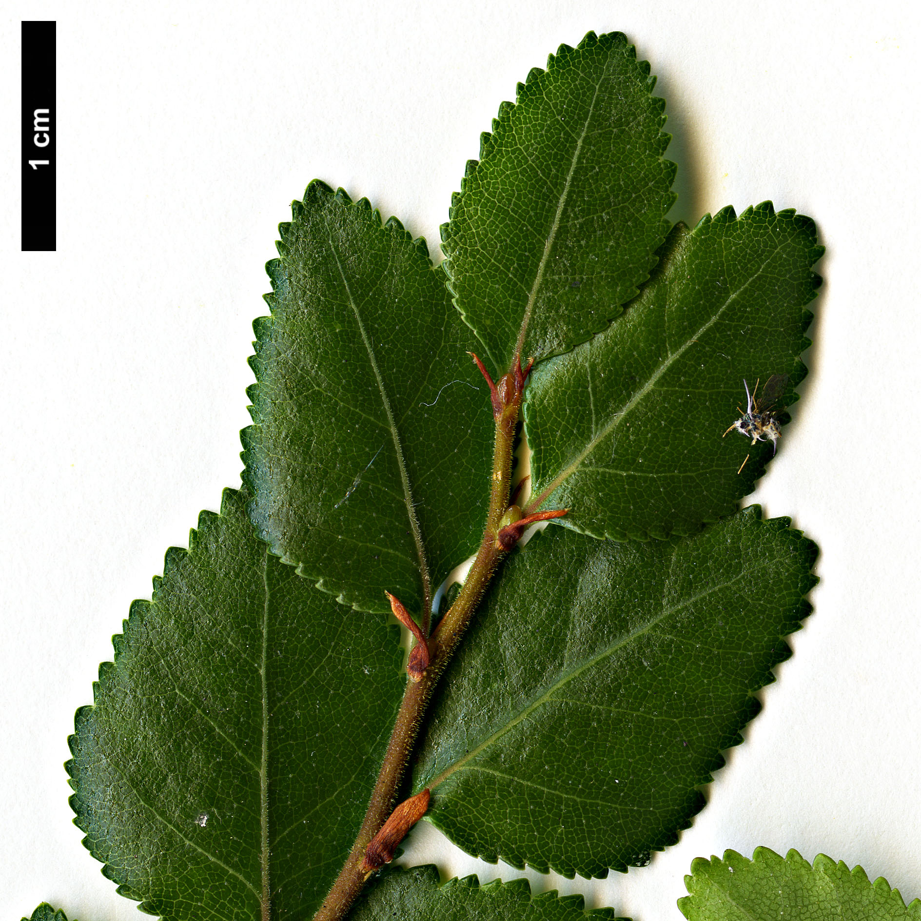 High resolution image: Family: Nothofagaceae - Genus: Nothofagus - Taxon: betuloides