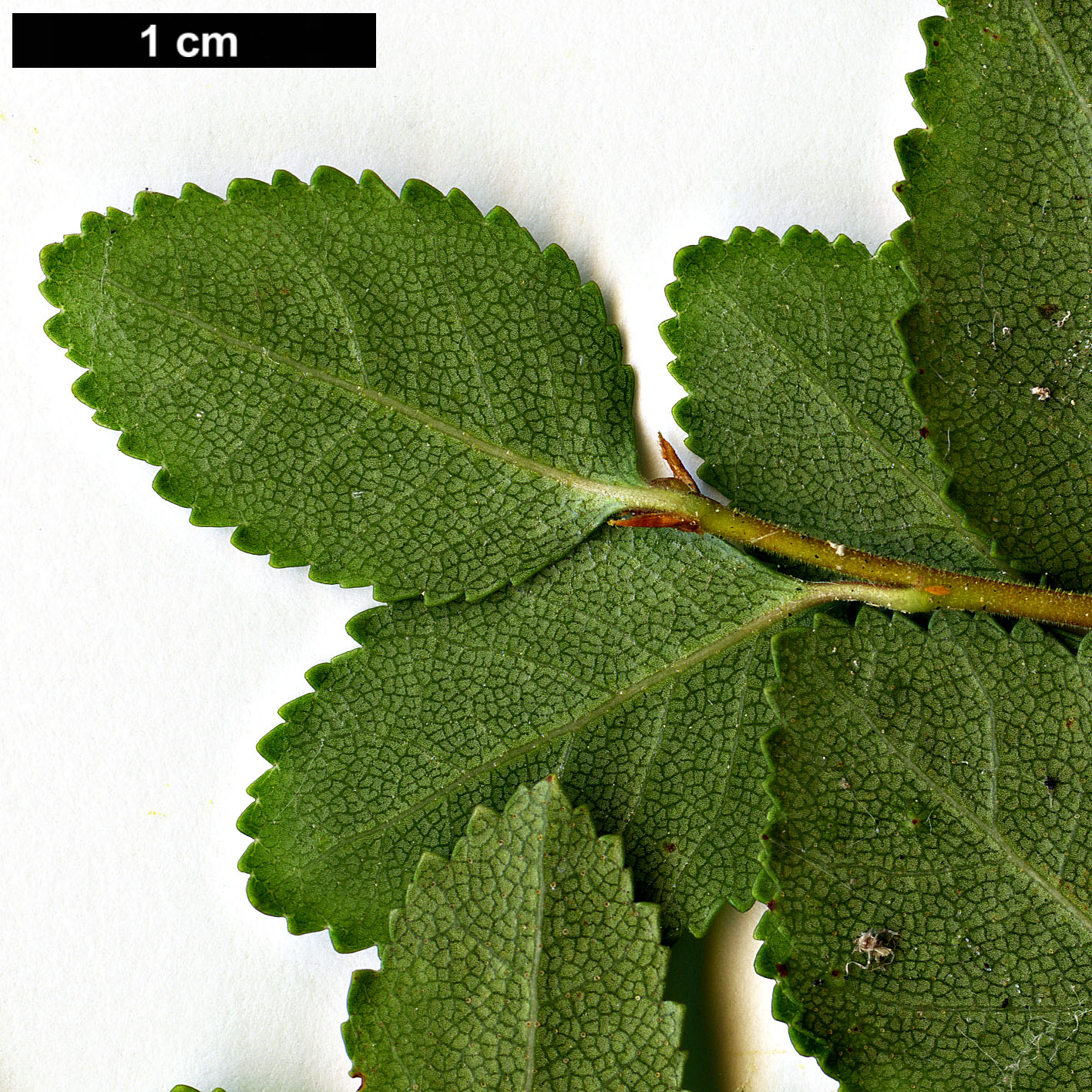 High resolution image: Family: Nothofagaceae - Genus: Nothofagus - Taxon: betuloides