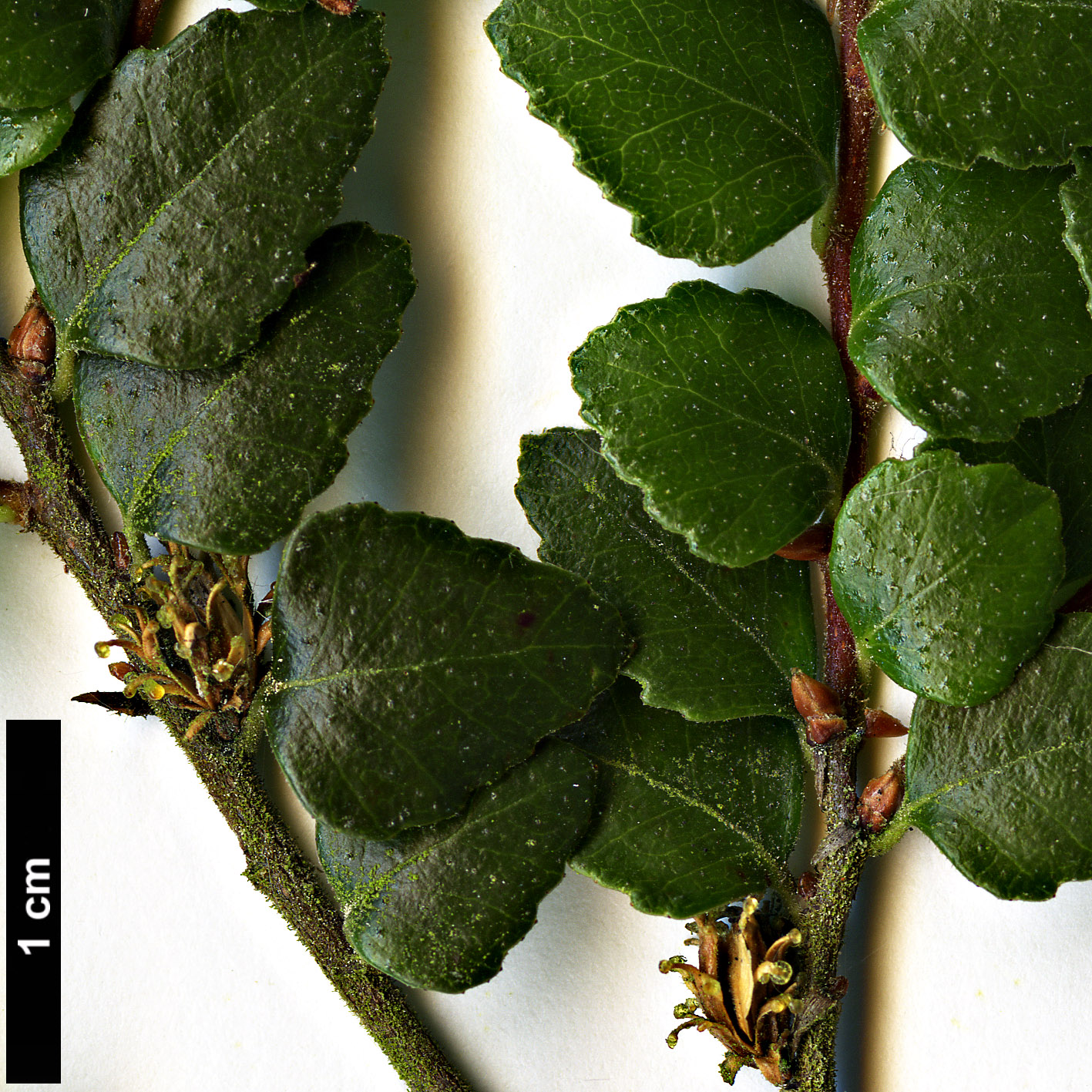 High resolution image: Family: Nothofagaceae - Genus: Nothofagus - Taxon: cunninghamii