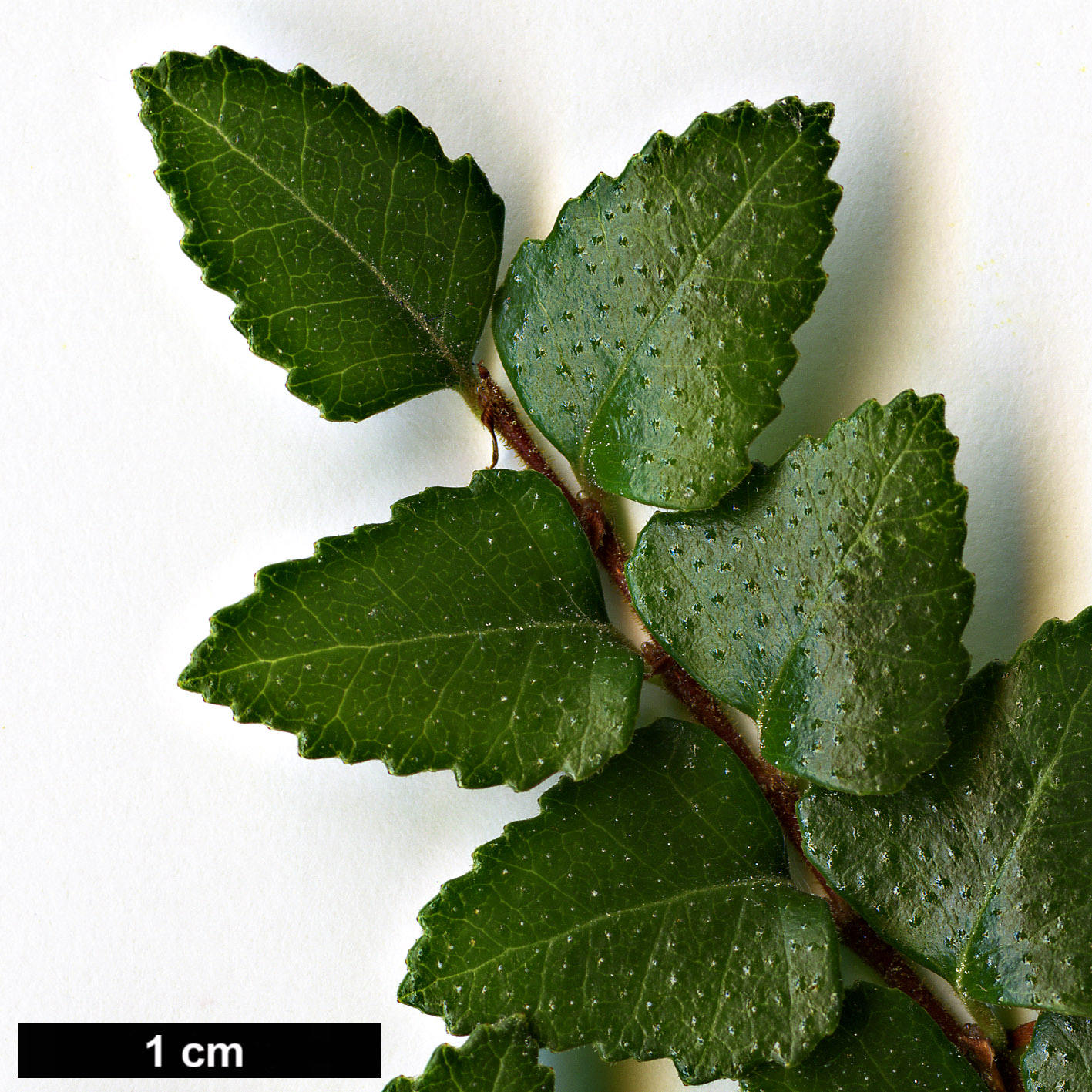 High resolution image: Family: Nothofagaceae - Genus: Nothofagus - Taxon: cunninghamii