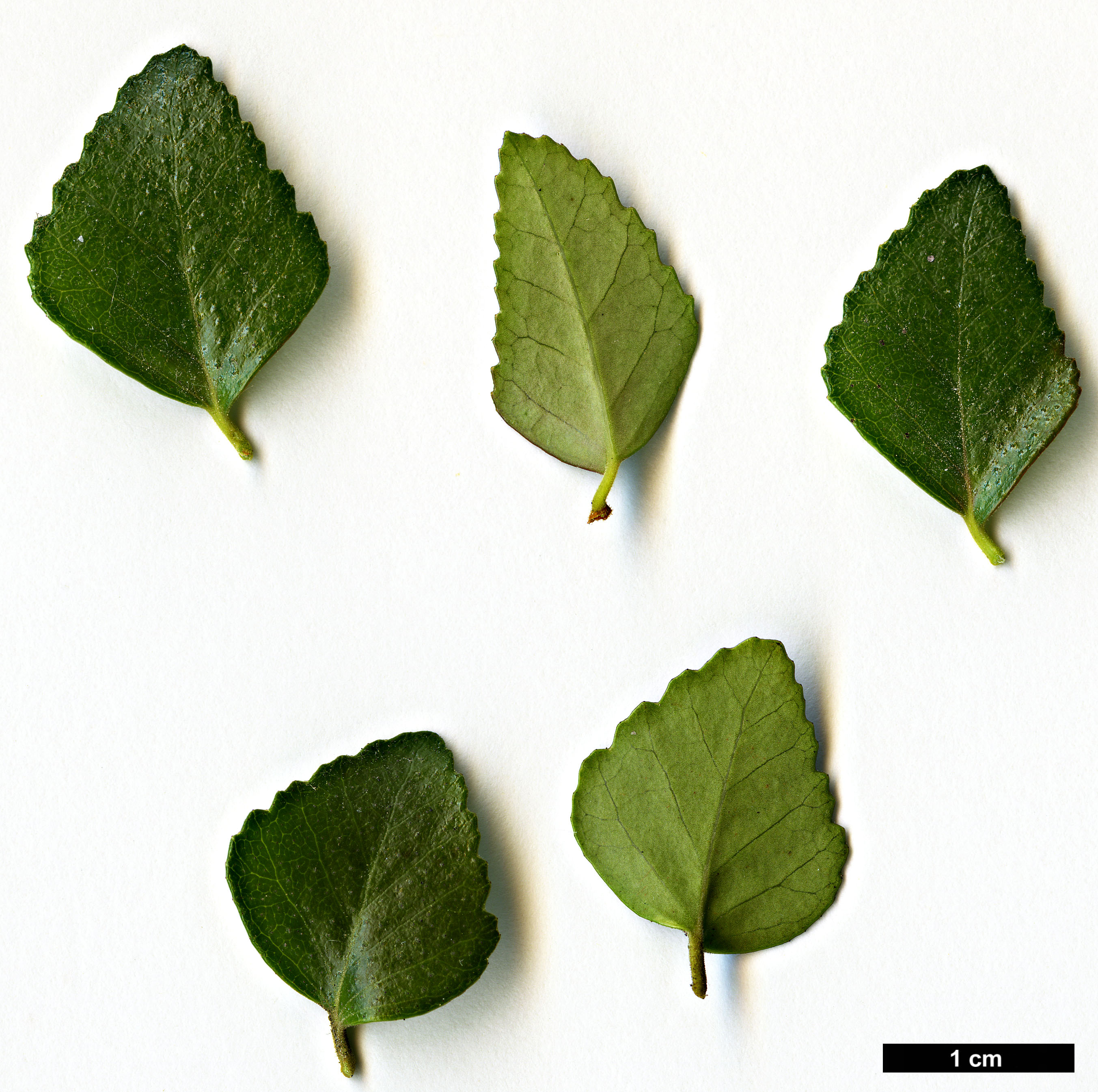 High resolution image: Family: Nothofagaceae - Genus: Nothofagus - Taxon: cunninghamii