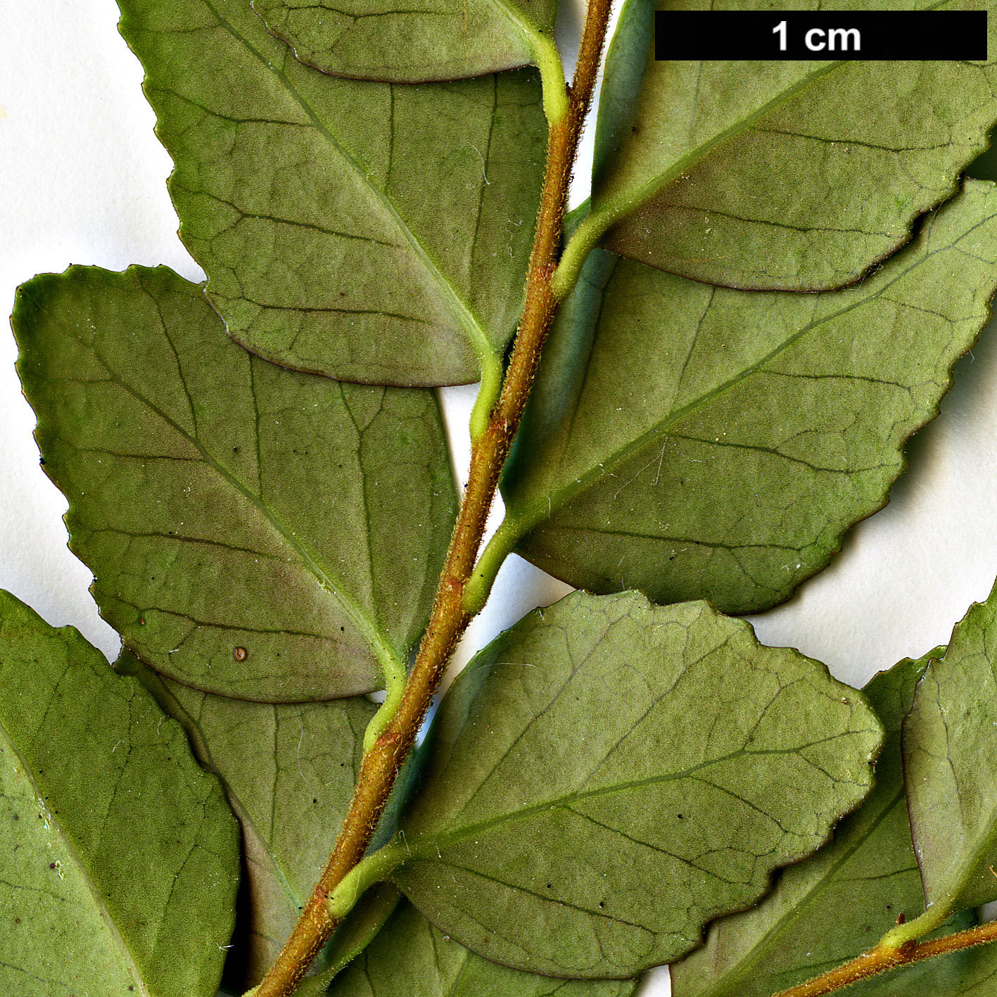 High resolution image: Family: Nothofagaceae - Genus: Nothofagus - Taxon: cunninghamii