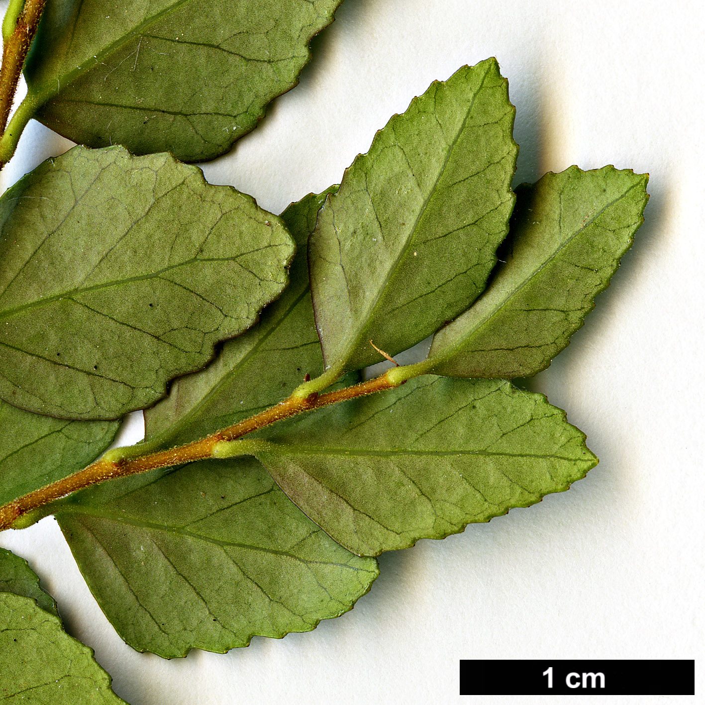 High resolution image: Family: Nothofagaceae - Genus: Nothofagus - Taxon: cunninghamii