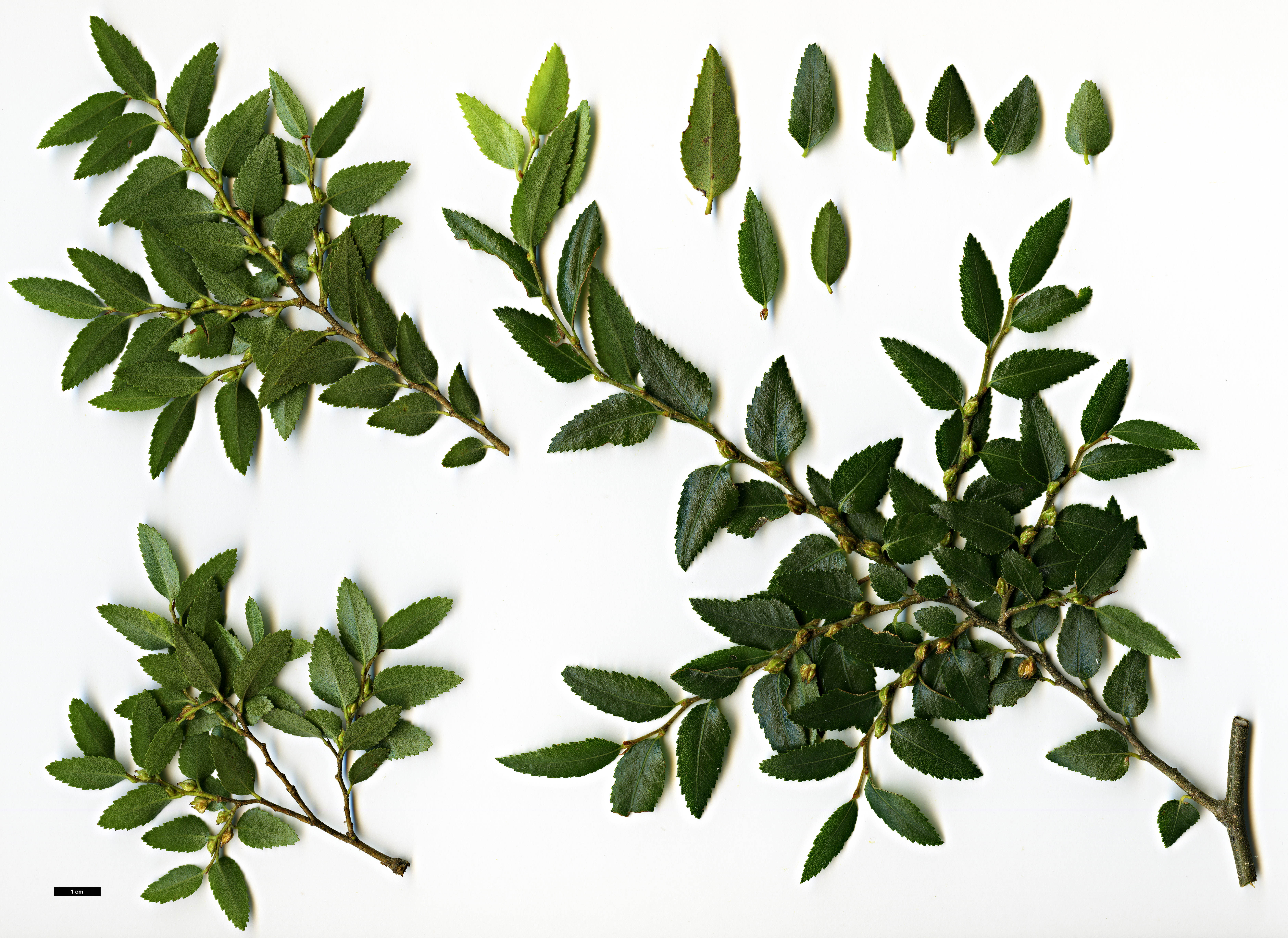 High resolution image: Family: Nothofagaceae - Genus: Nothofagus - Taxon: dombeyi High resolution image: Family: Nothofagaceae - Genus: Nothofagus - Taxon: dombeyi