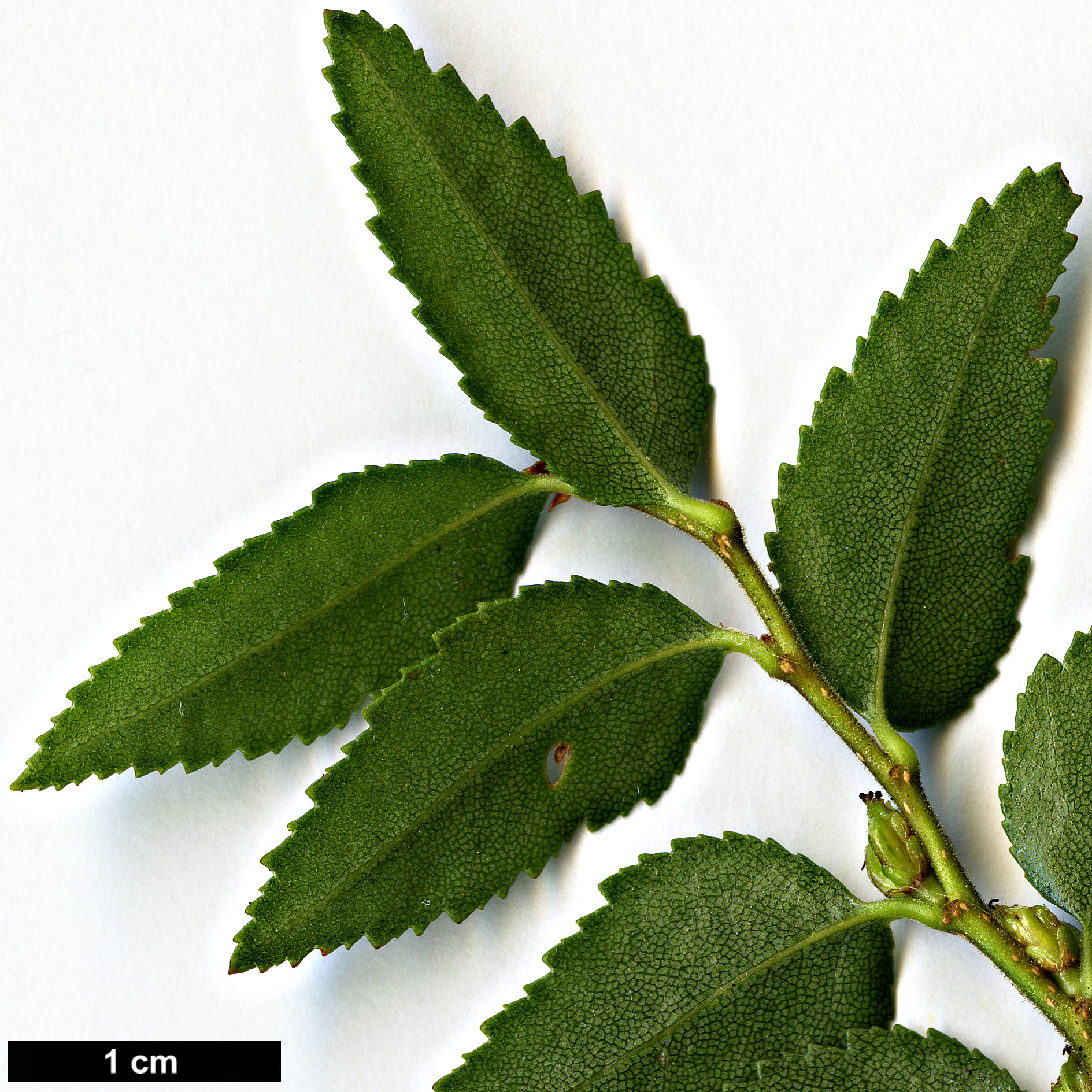 High resolution image: Family: Nothofagaceae - Genus: Nothofagus - Taxon: dombeyi High resolution image: Family: Nothofagaceae - Genus: Nothofagus - Taxon: dombeyi